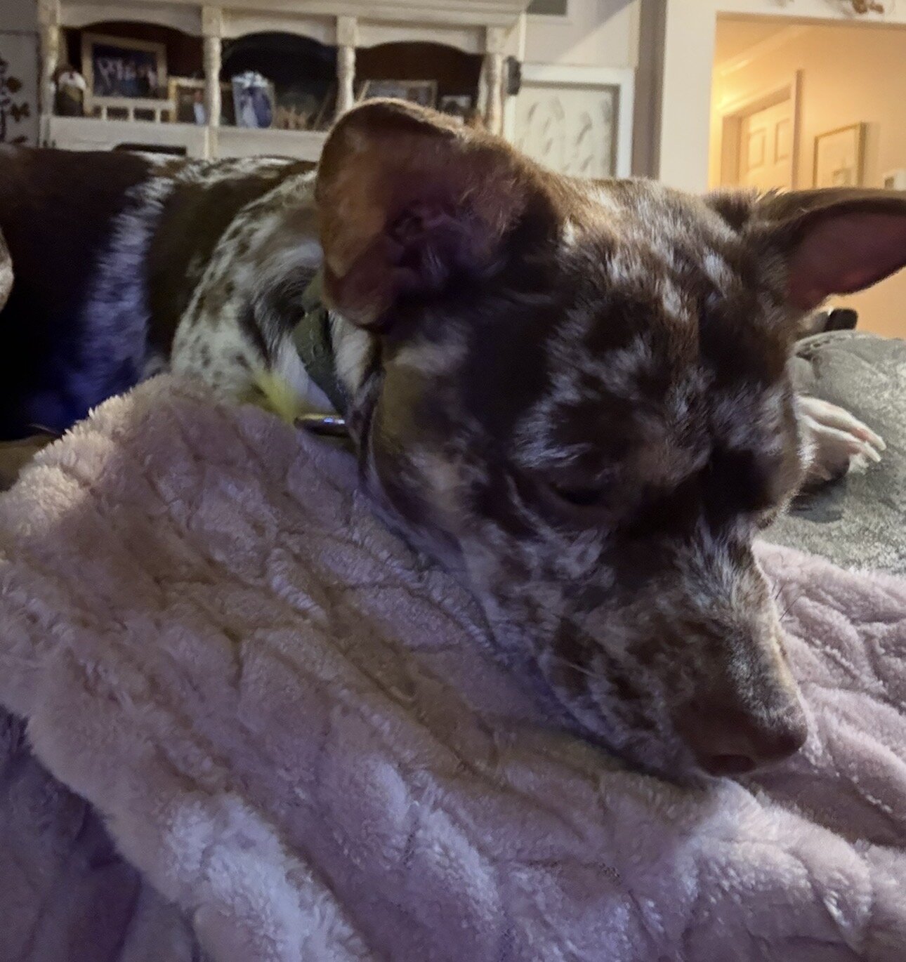 Chihuahua Dog image 2