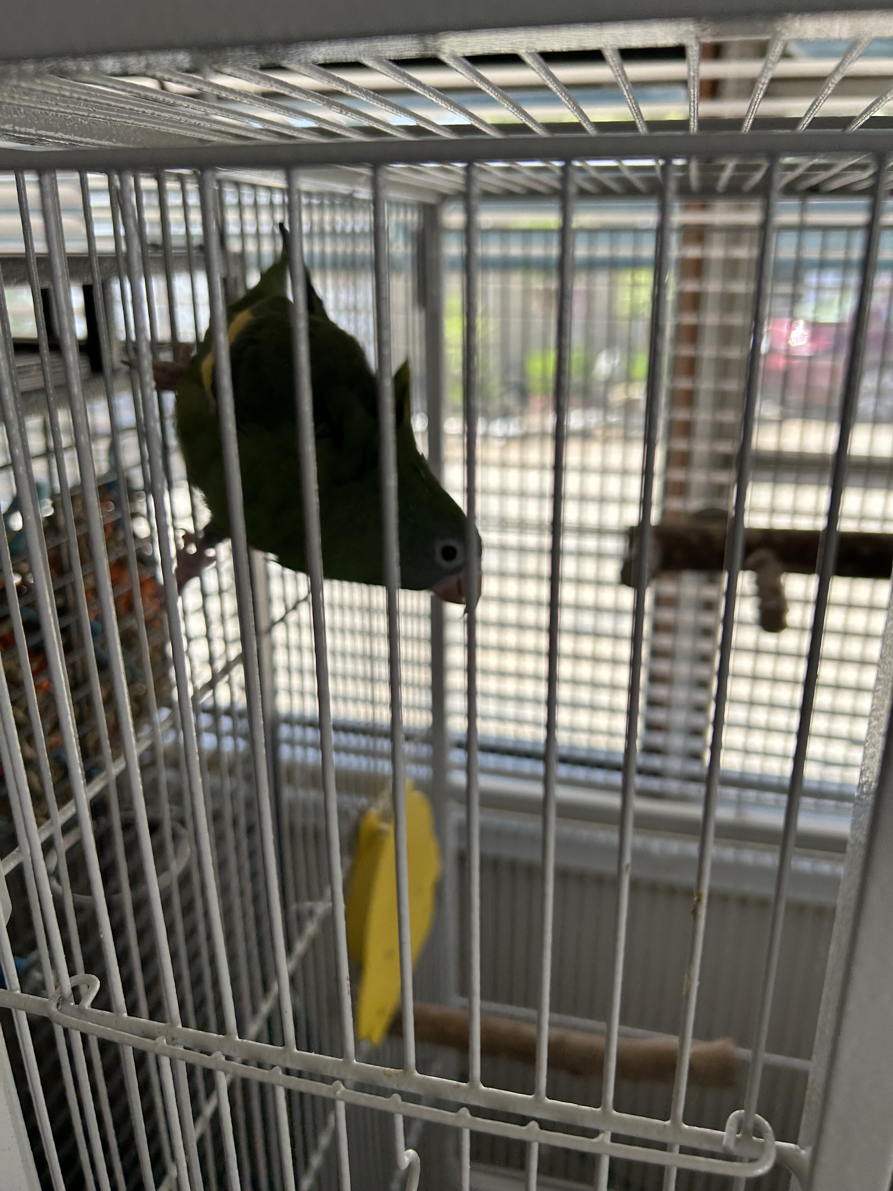 White winged canary image 1