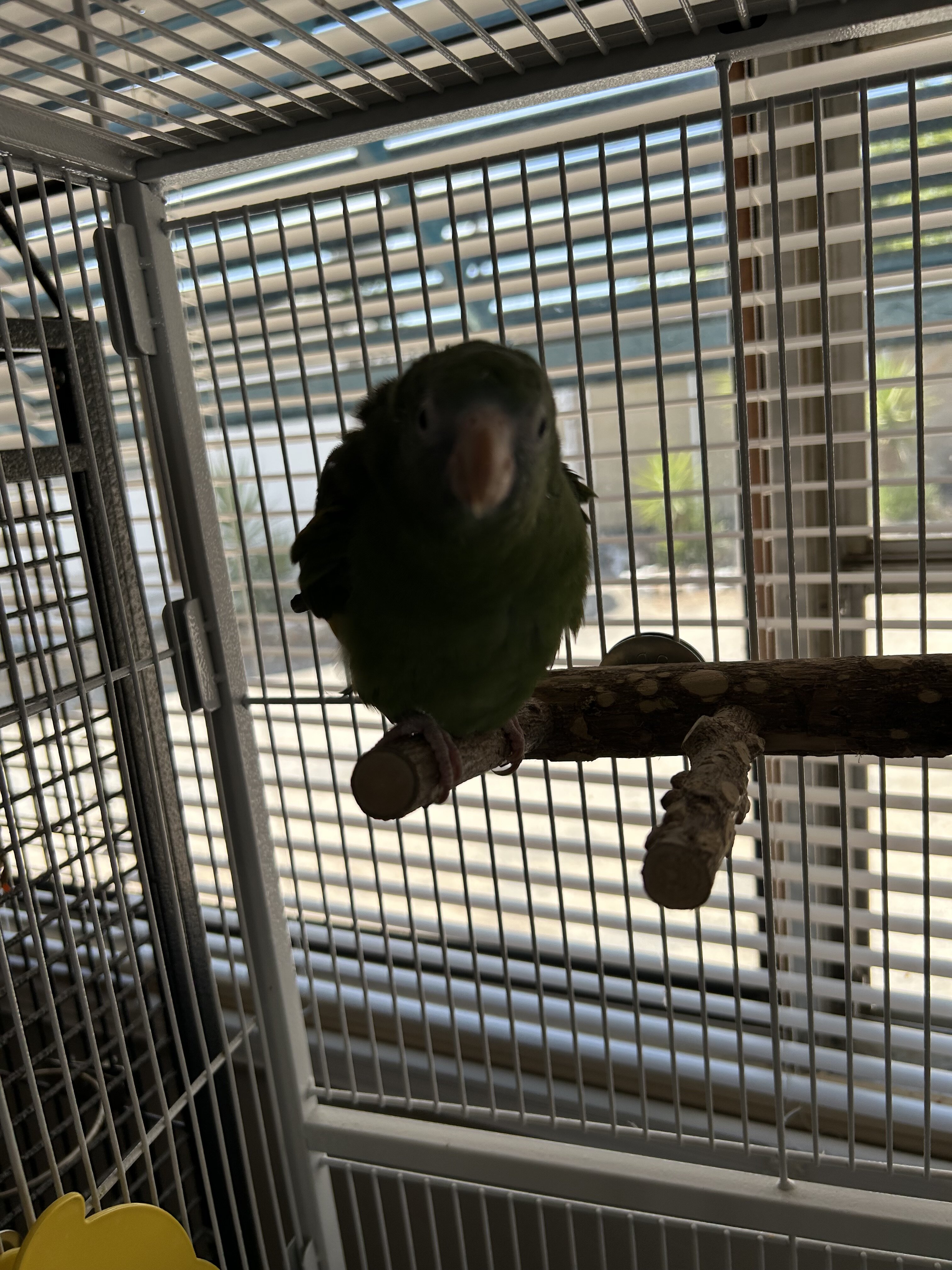 White winged canary image 2