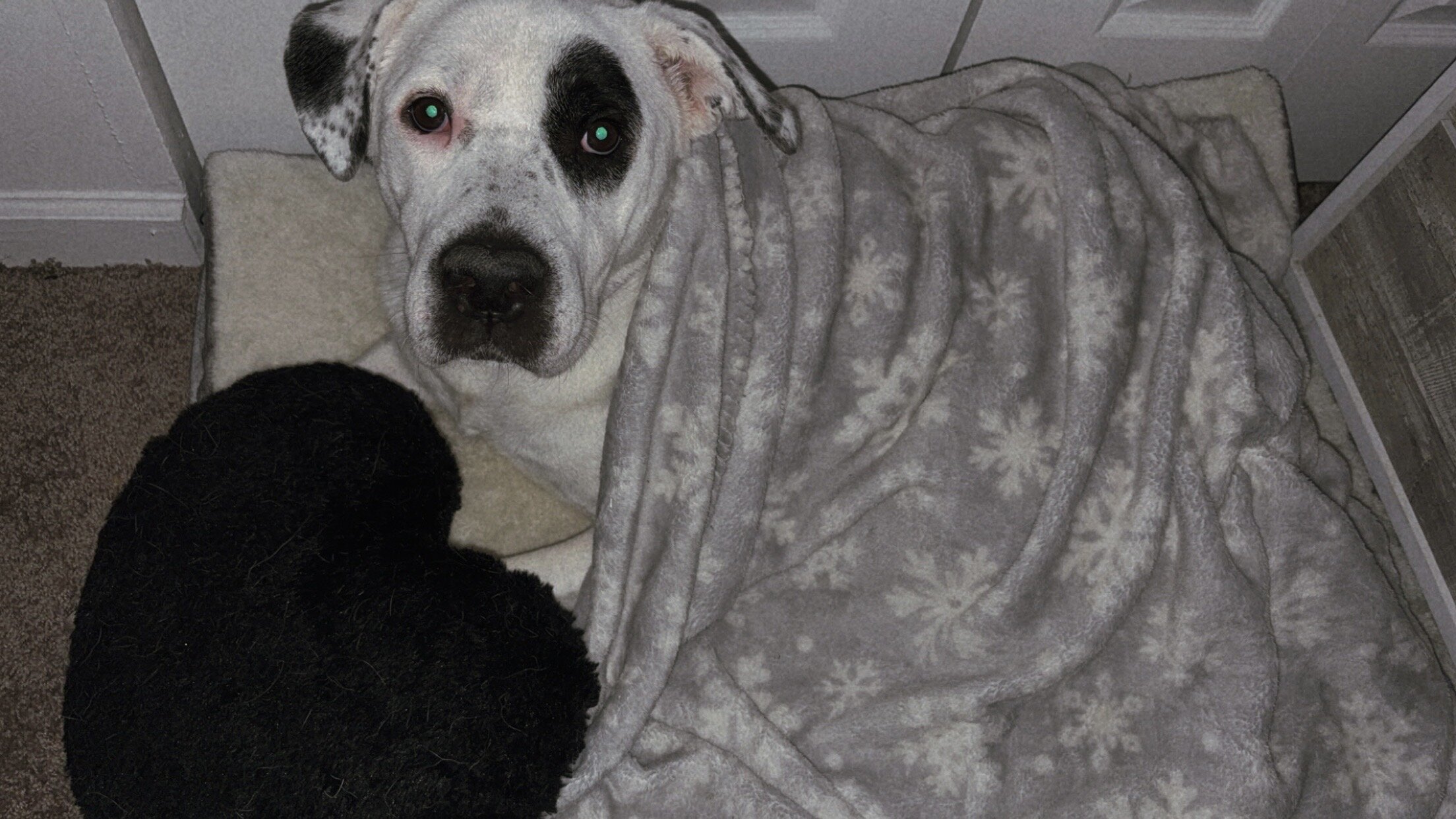 Dog image 2