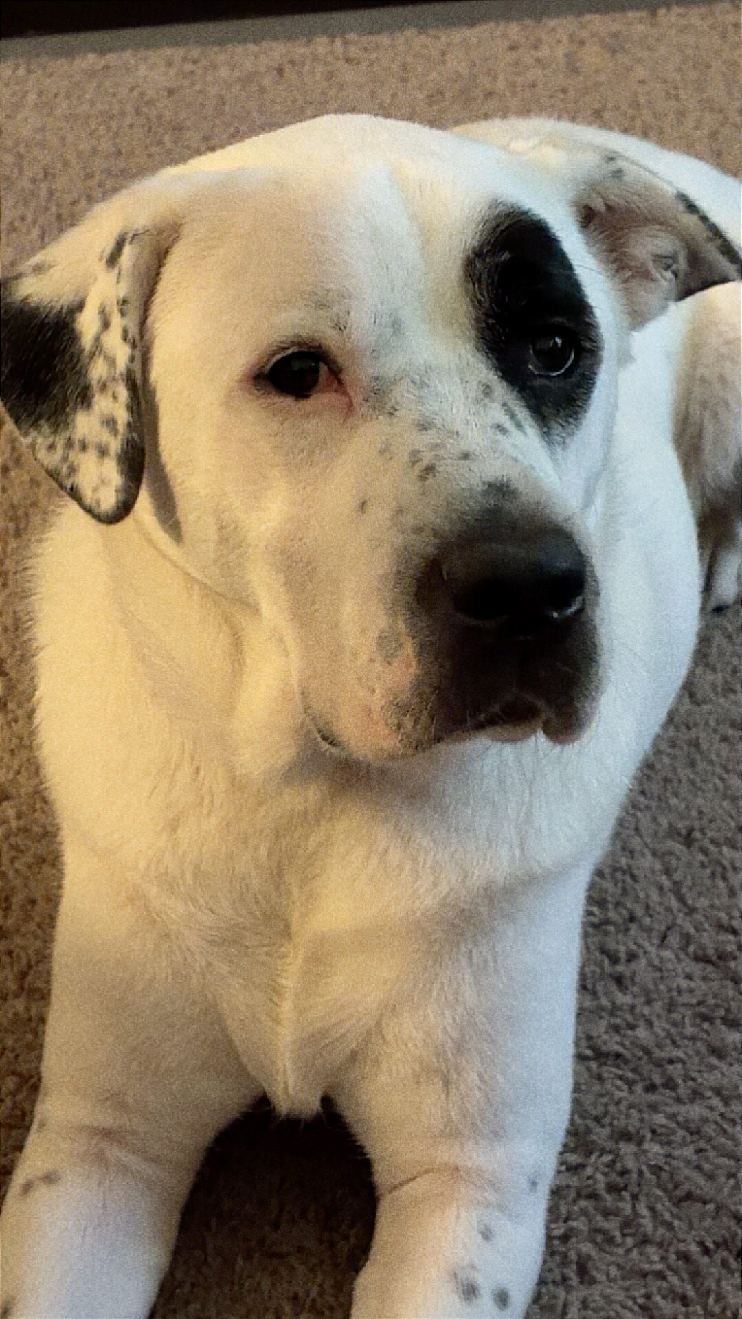 Dog image 1
