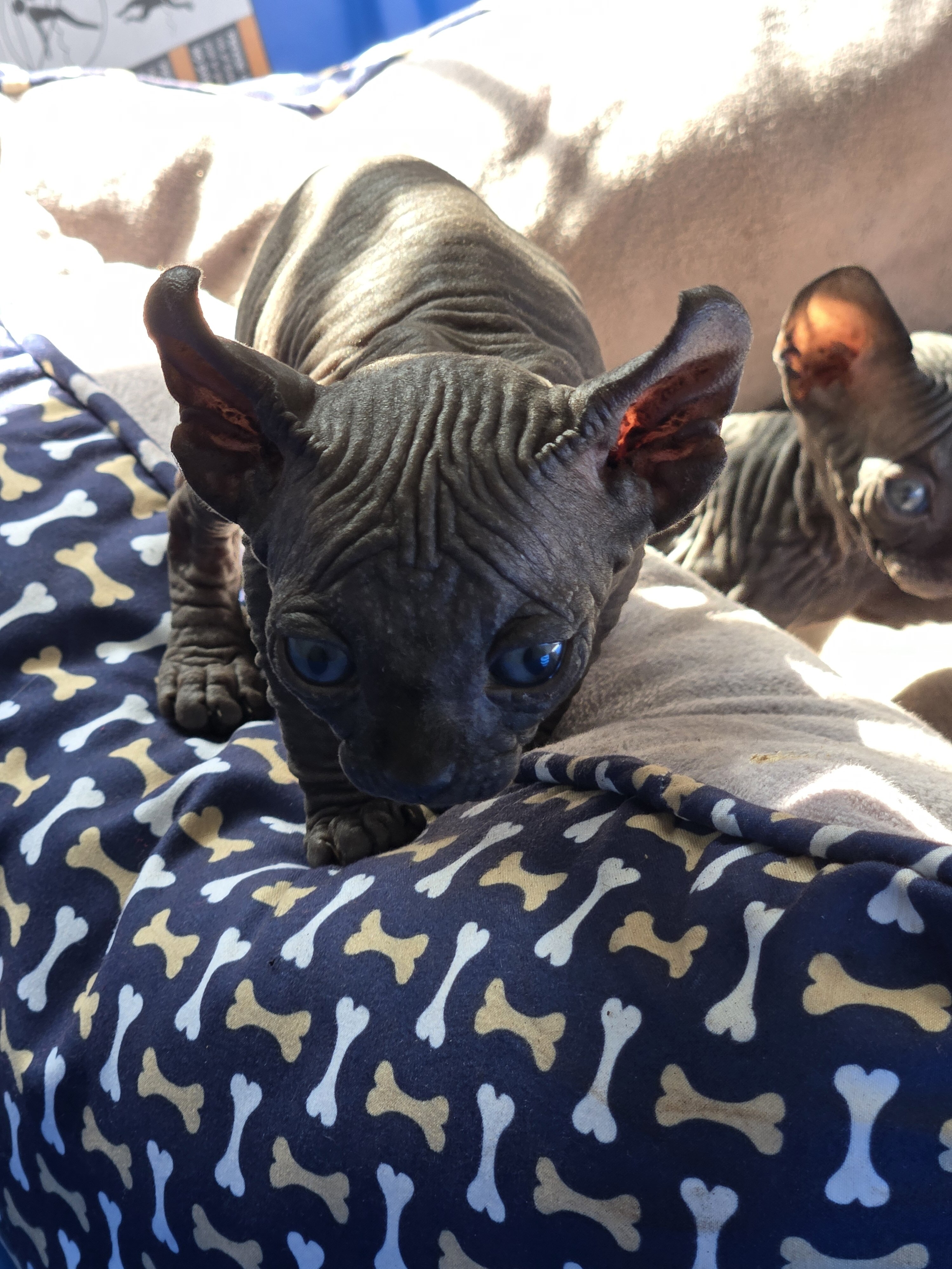 Sphynx Kittens image 1
