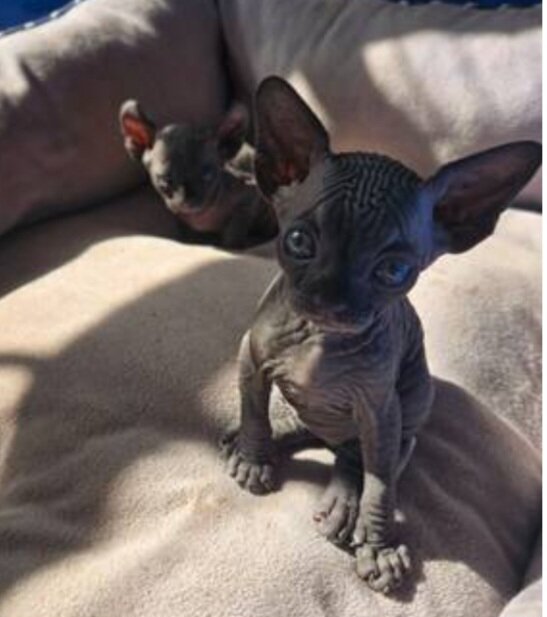 Sphynx Kittens image 2