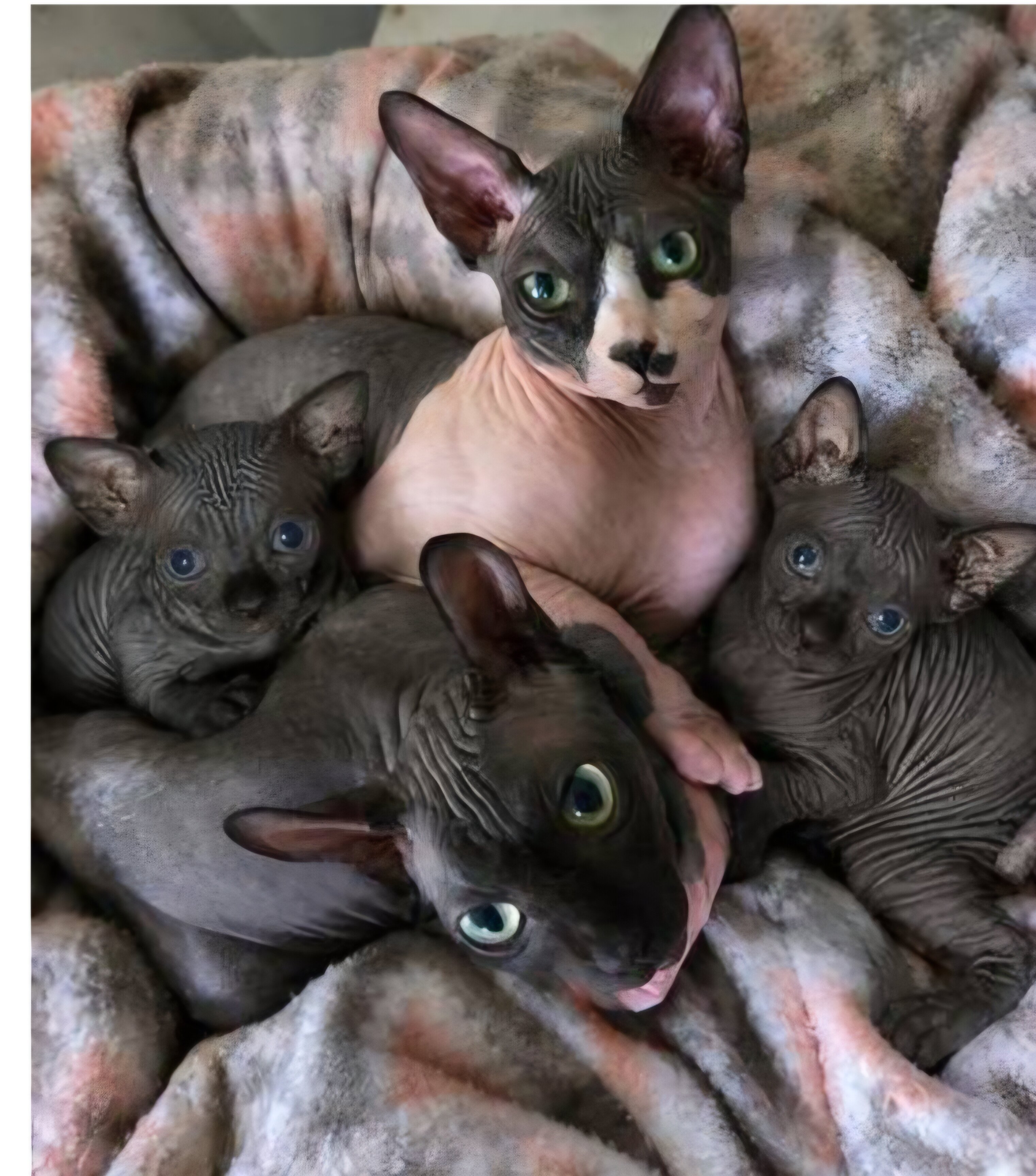 Sphynx Kittens image 3