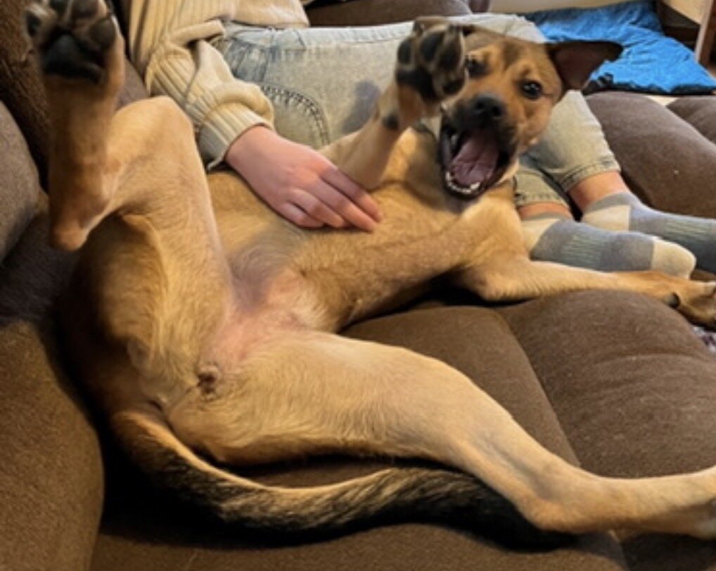 5 yr old black mouth cur image 3