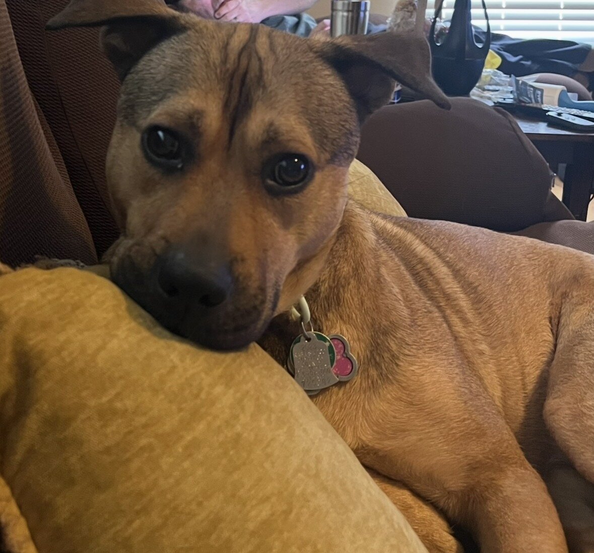 5 yr old black mouth cur image 1