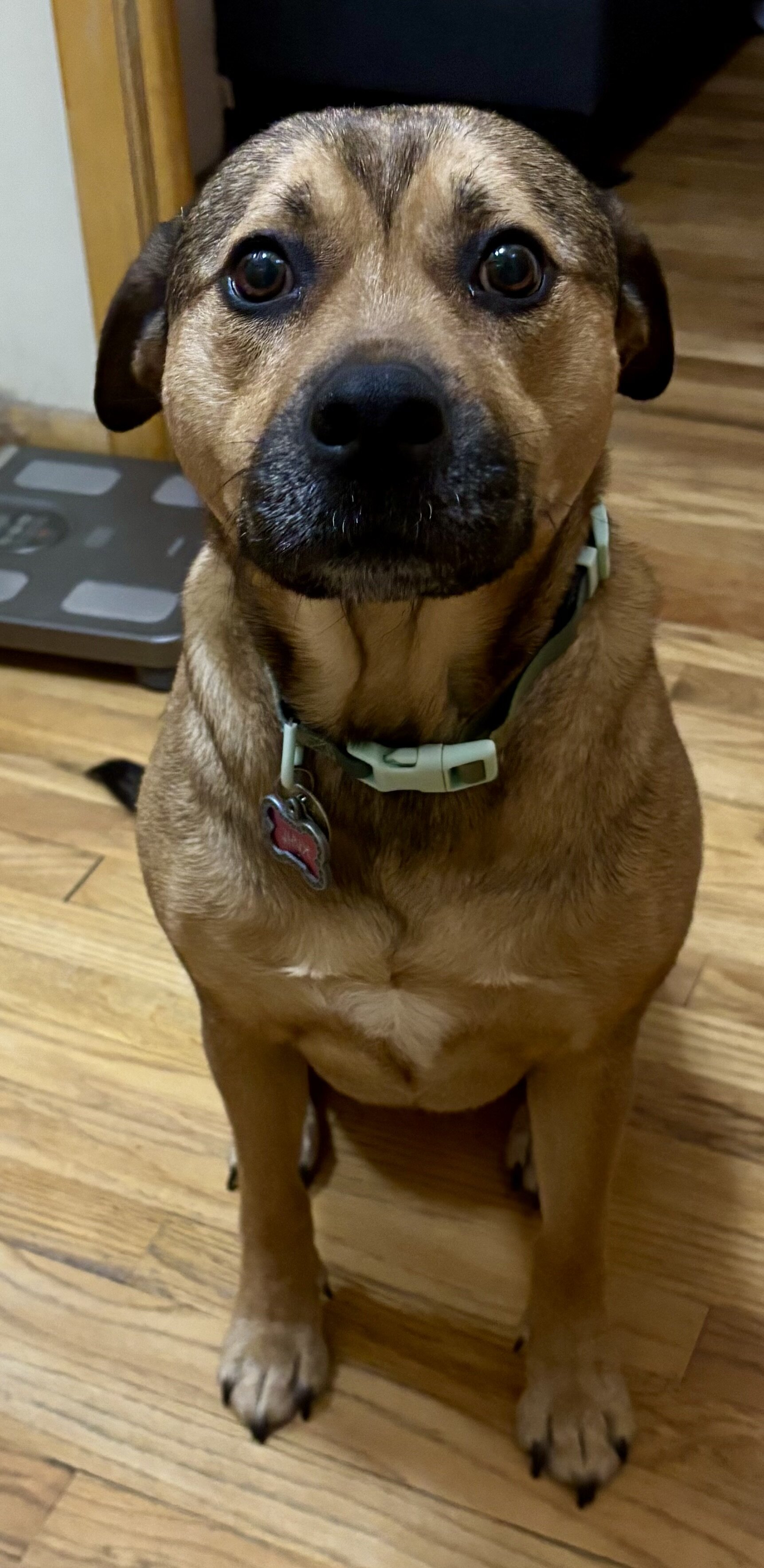 5 yr old black mouth cur image 2