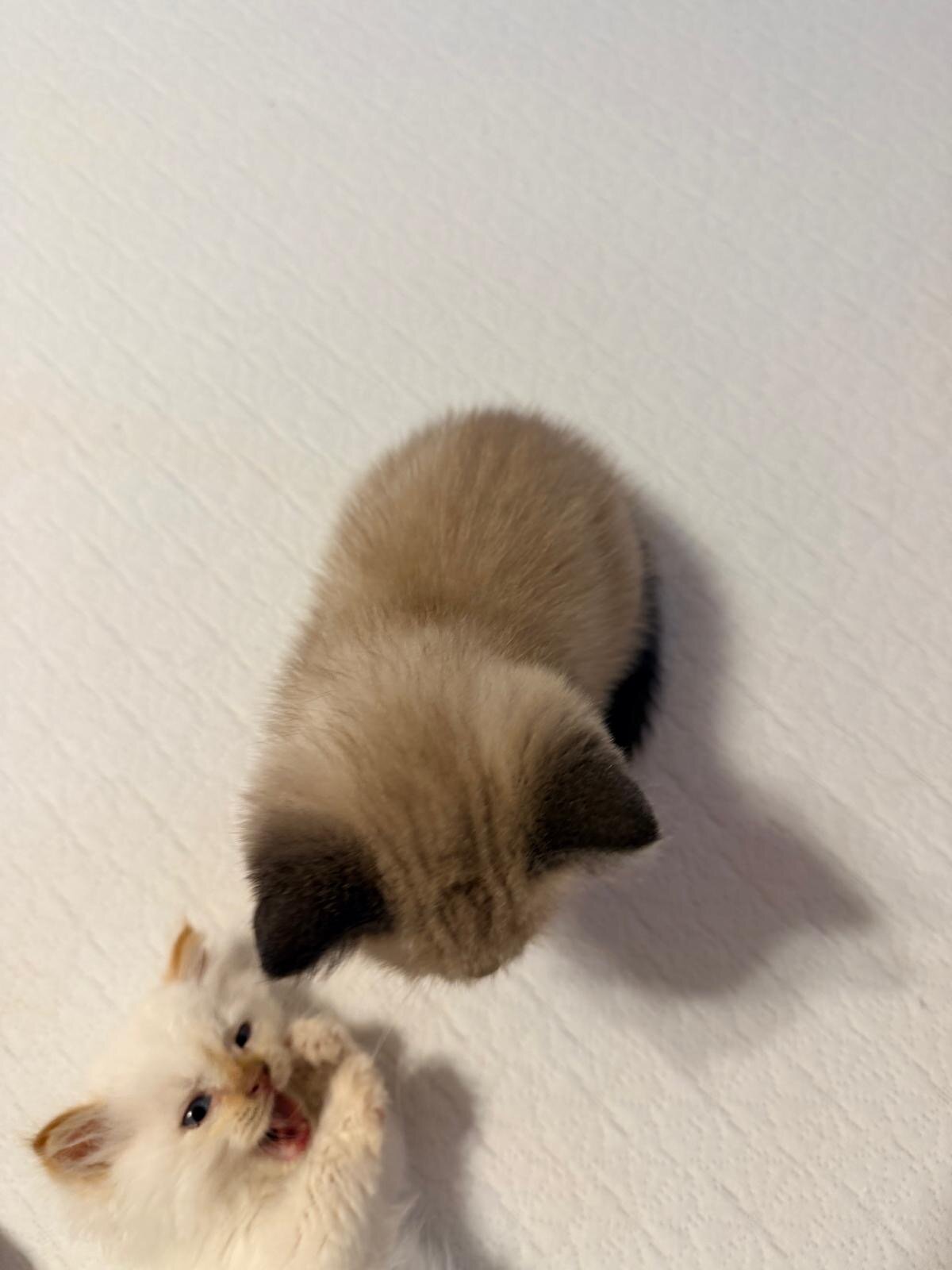 Beautiful Ragdoll image 7