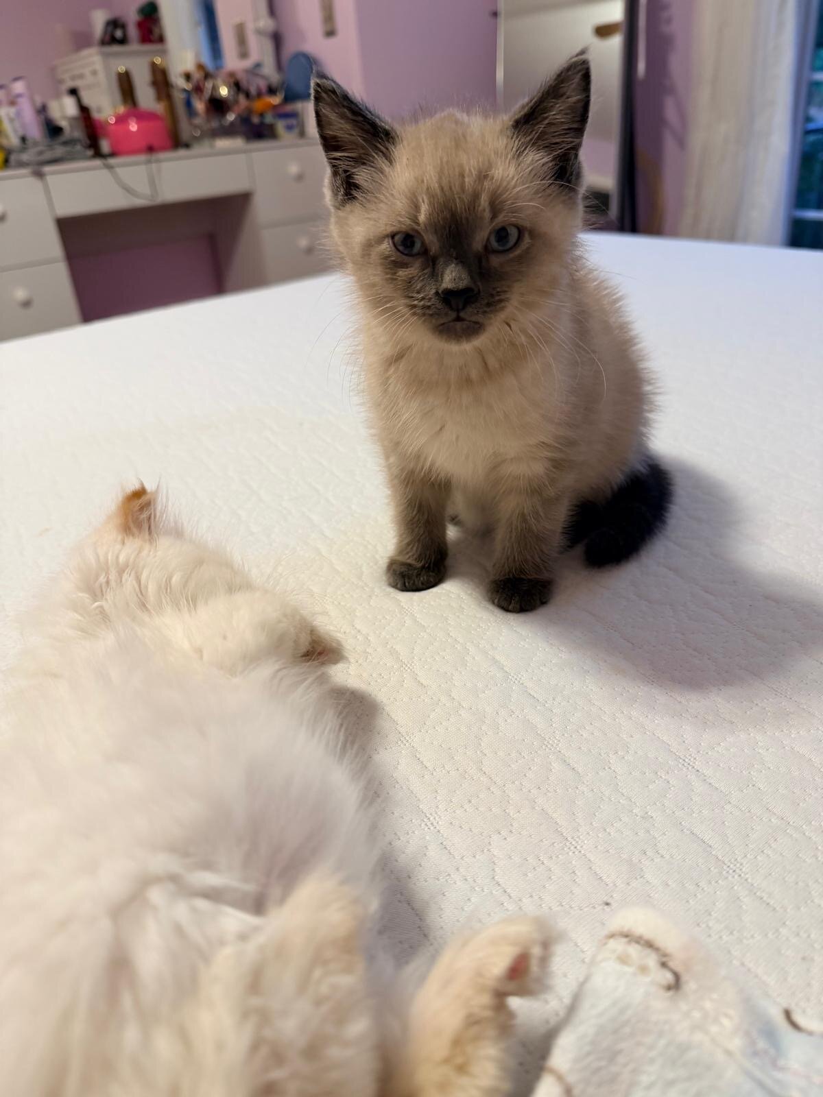 Beautiful Ragdoll image 3