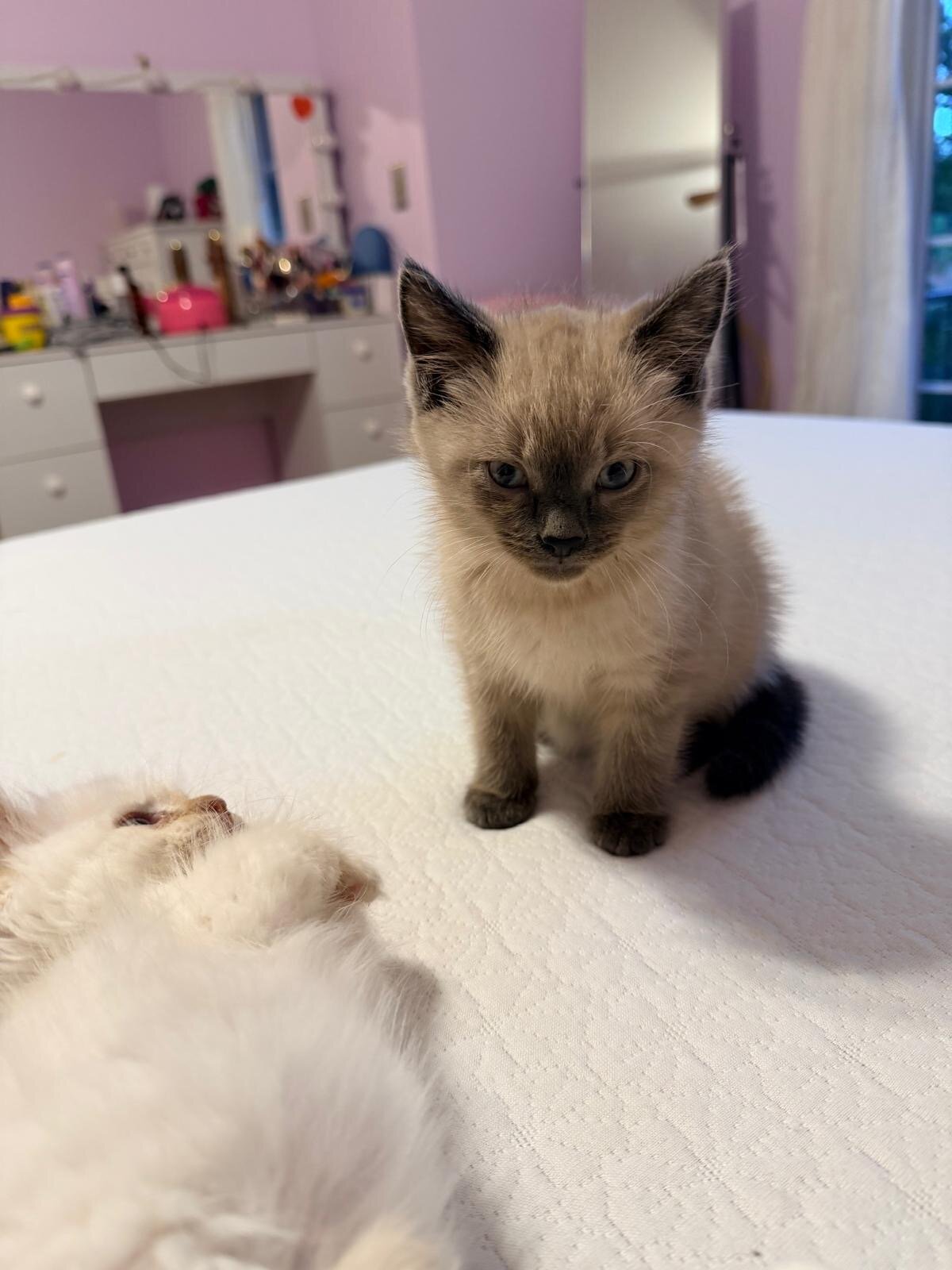 Beautiful Ragdoll image 2
