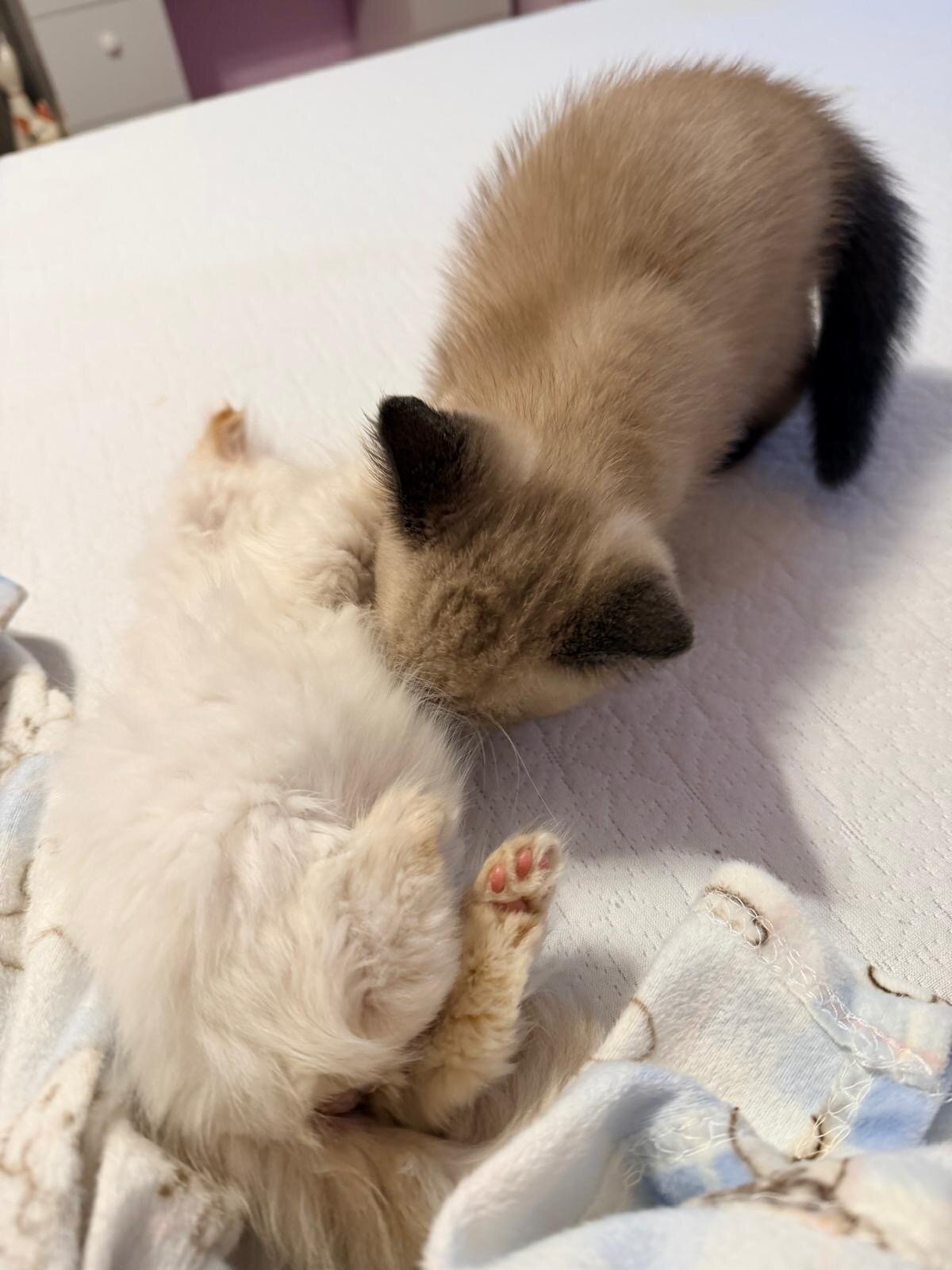 Beautiful Ragdoll image 5
