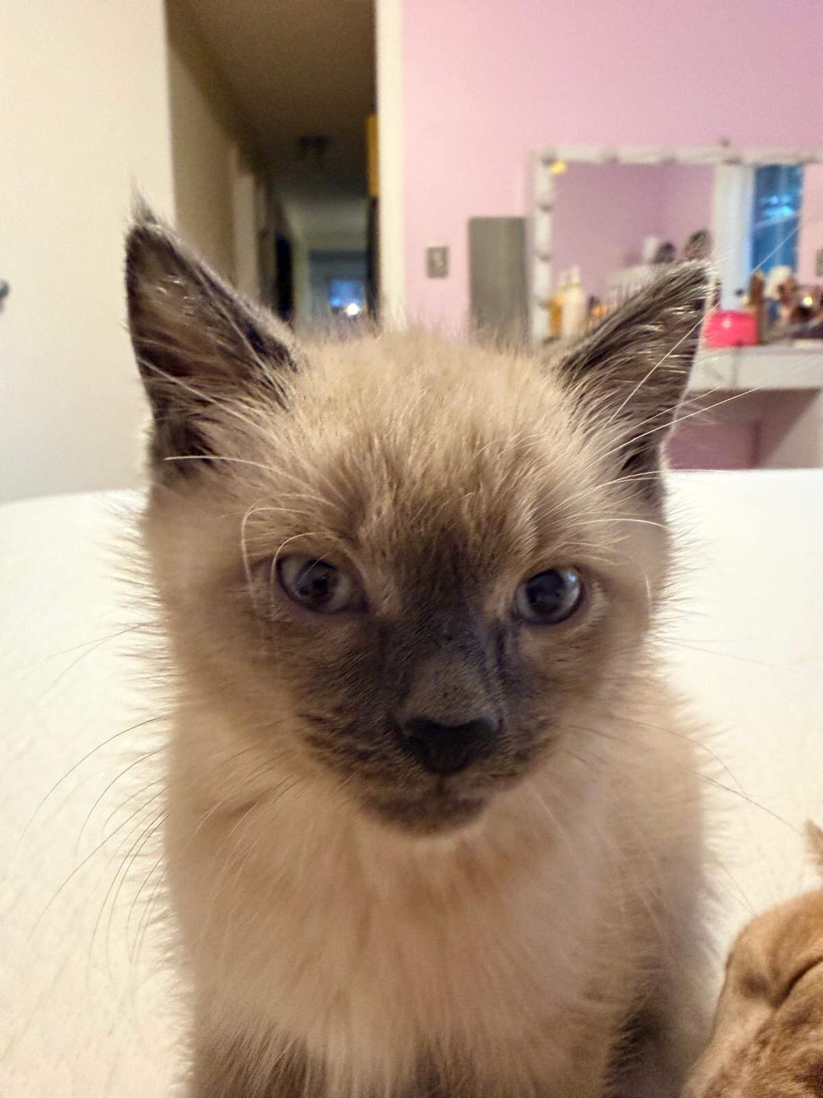 Beautiful Ragdoll image 4