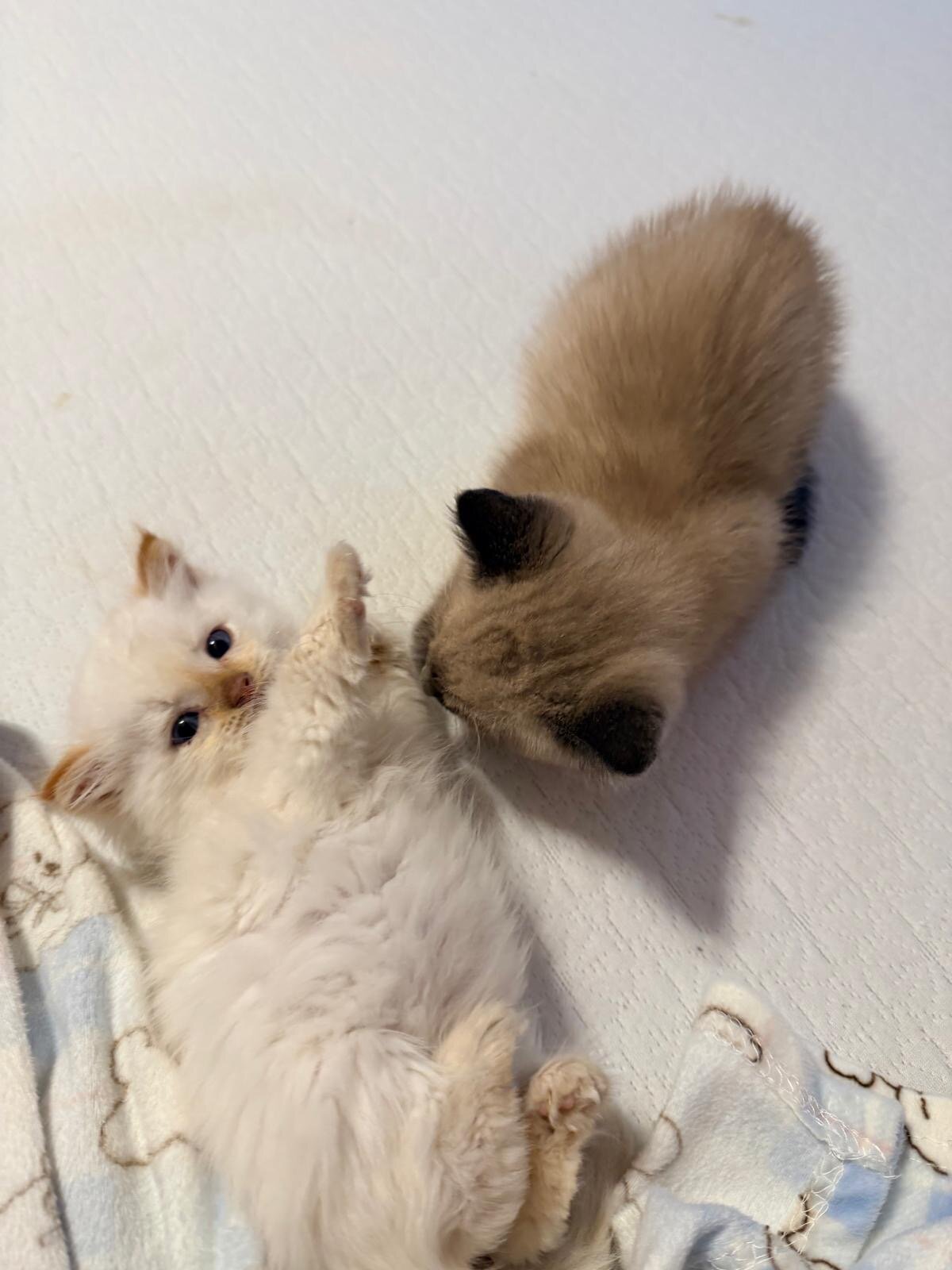 Beautiful Ragdoll image 6