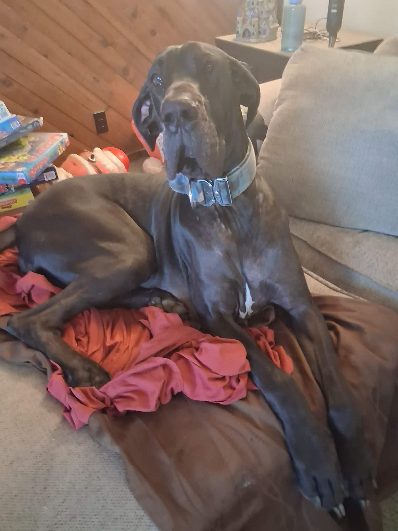 Great dane image 3
