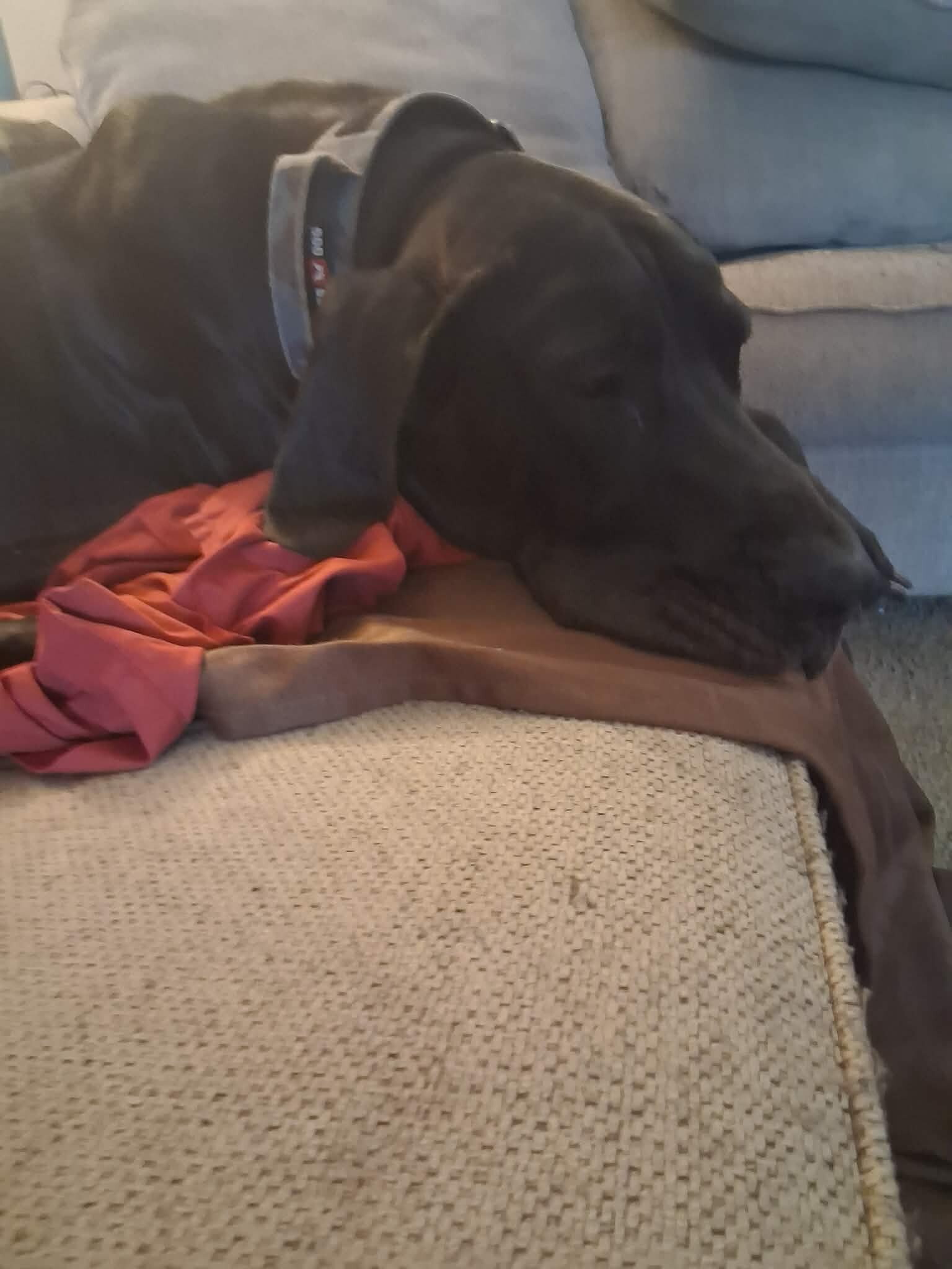 Great dane image 2