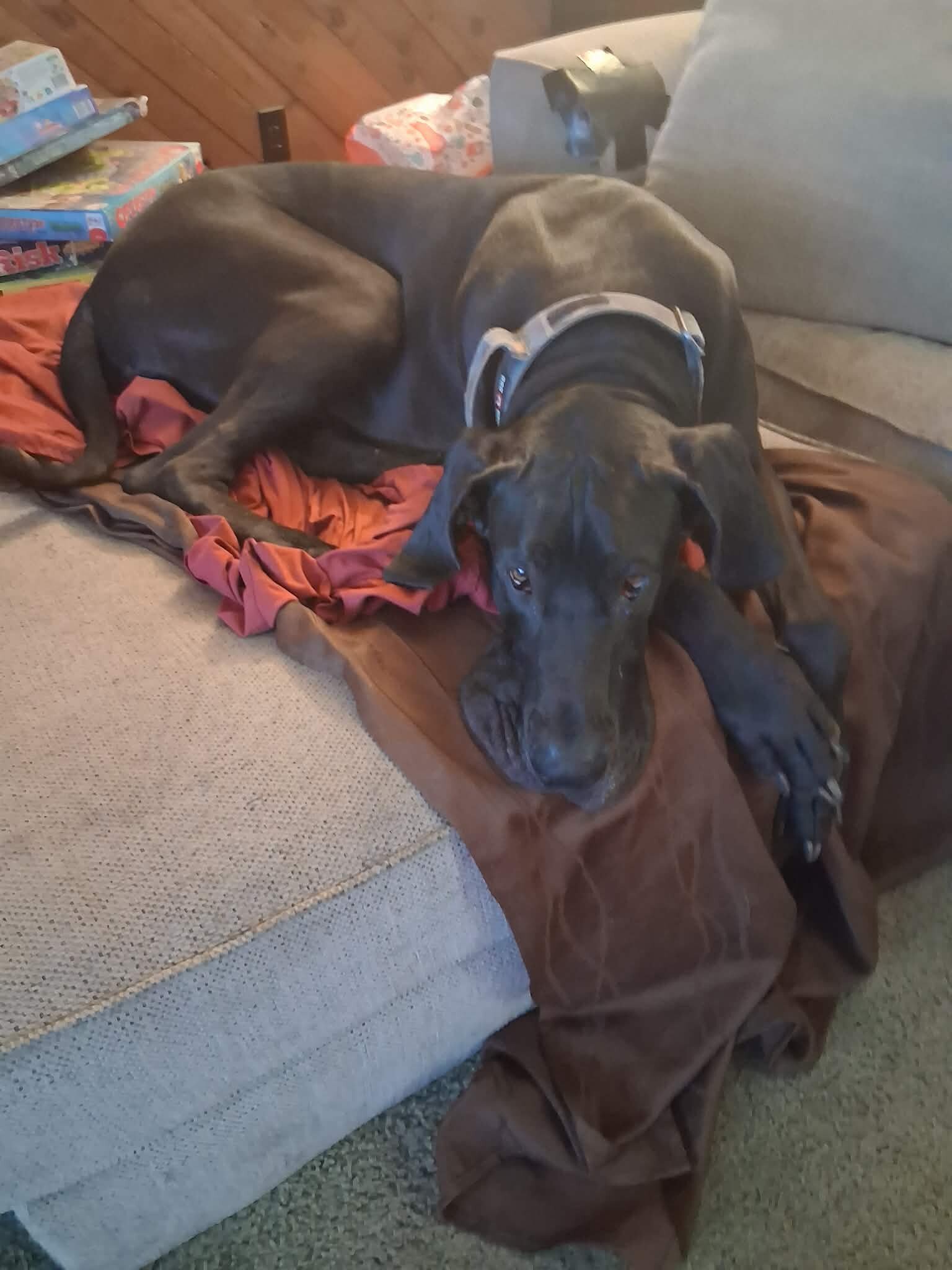 Great dane image 1