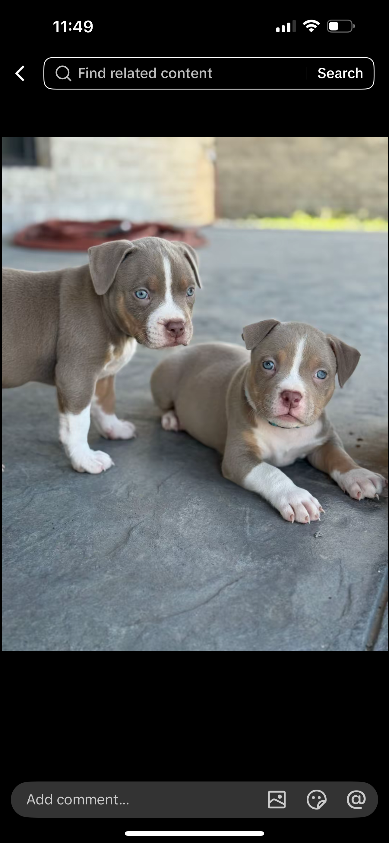 Beautiful Blue Pit Bull Puppy Ready for new home image 4