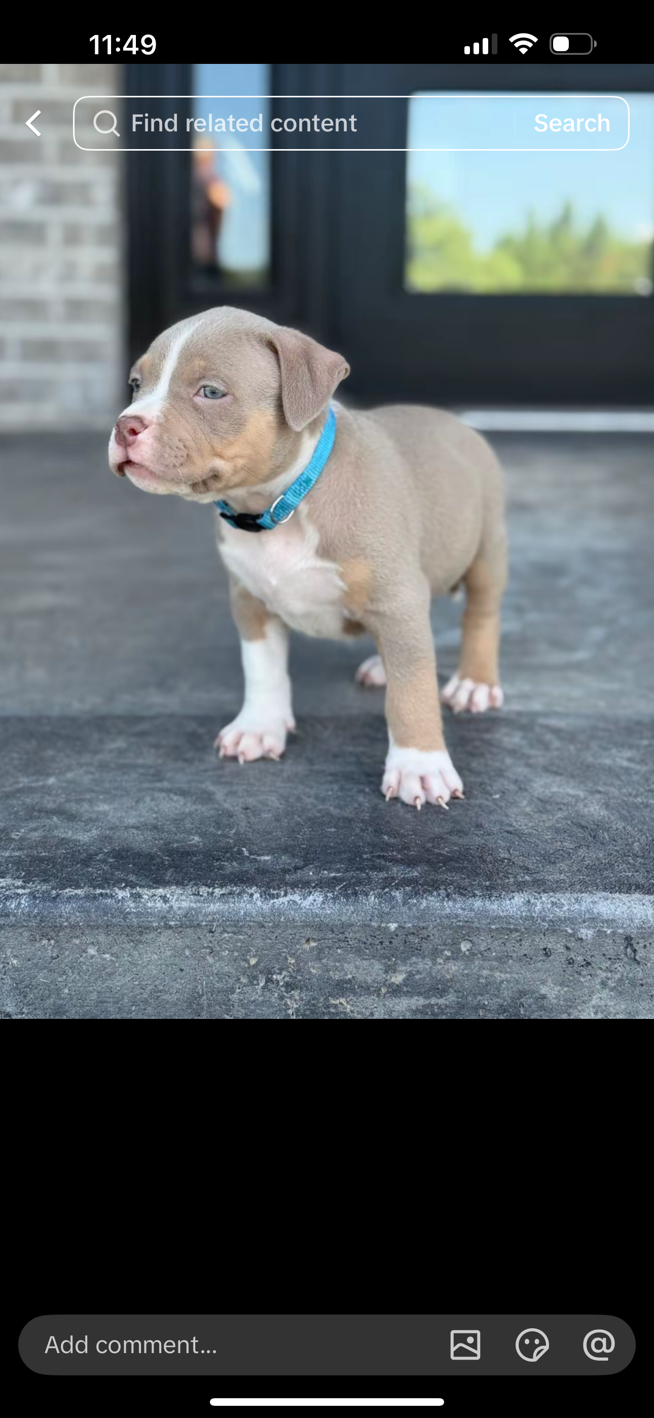 Beautiful Blue Pit Bull Puppy Ready for new home image 5