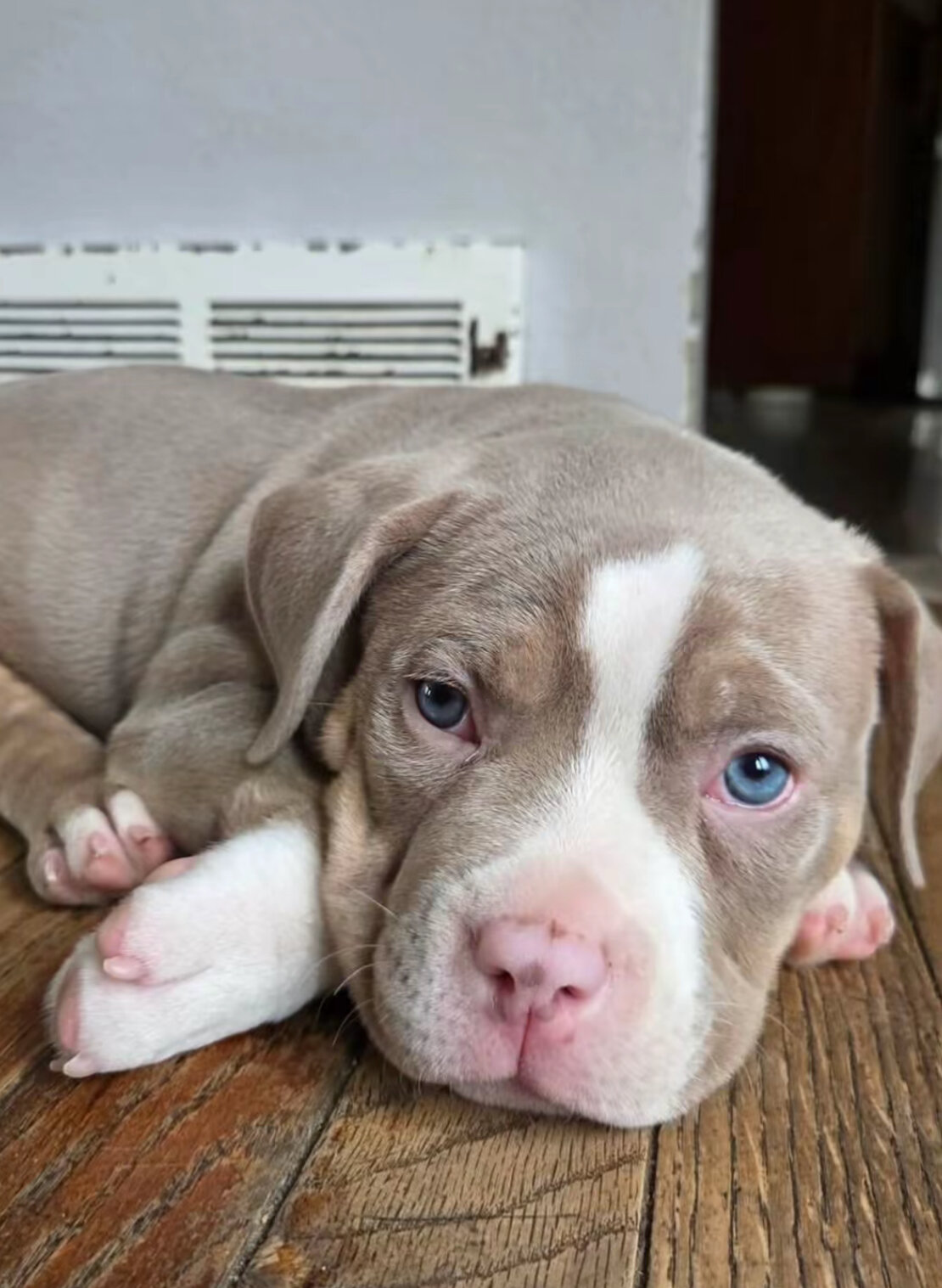 Beautiful Blue Pit Bull Puppy Ready for new home image 2