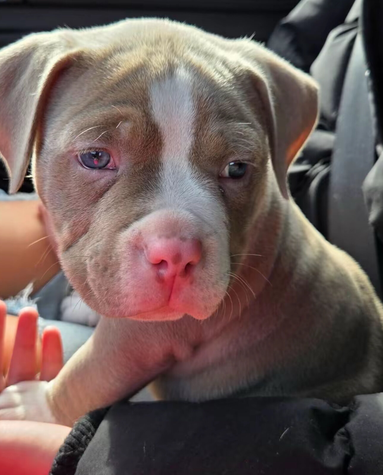 Beautiful Blue Pit Bull Puppy Ready for new home image 1