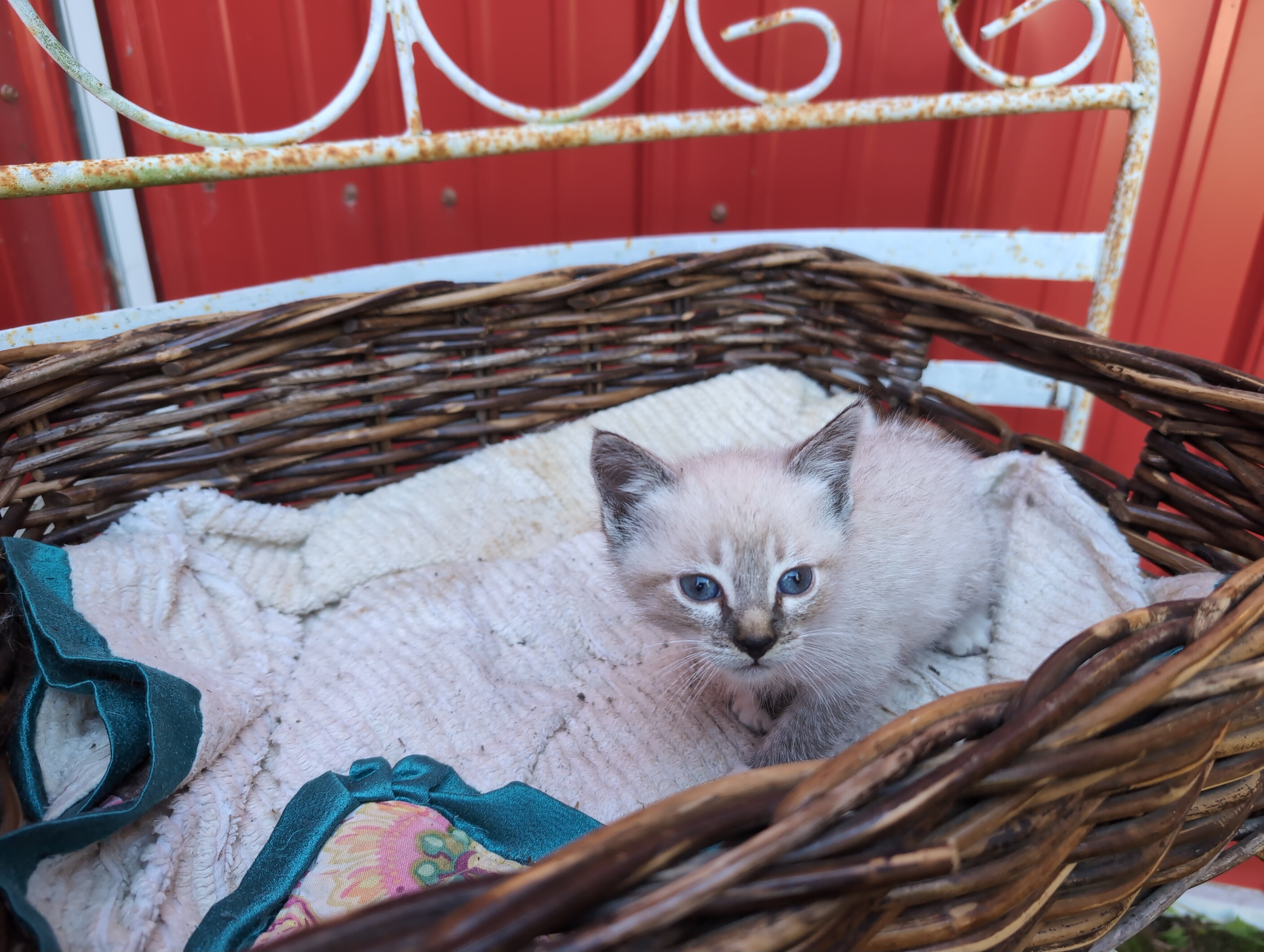 Fluffy Ragdoll Mixed Kittens image 7