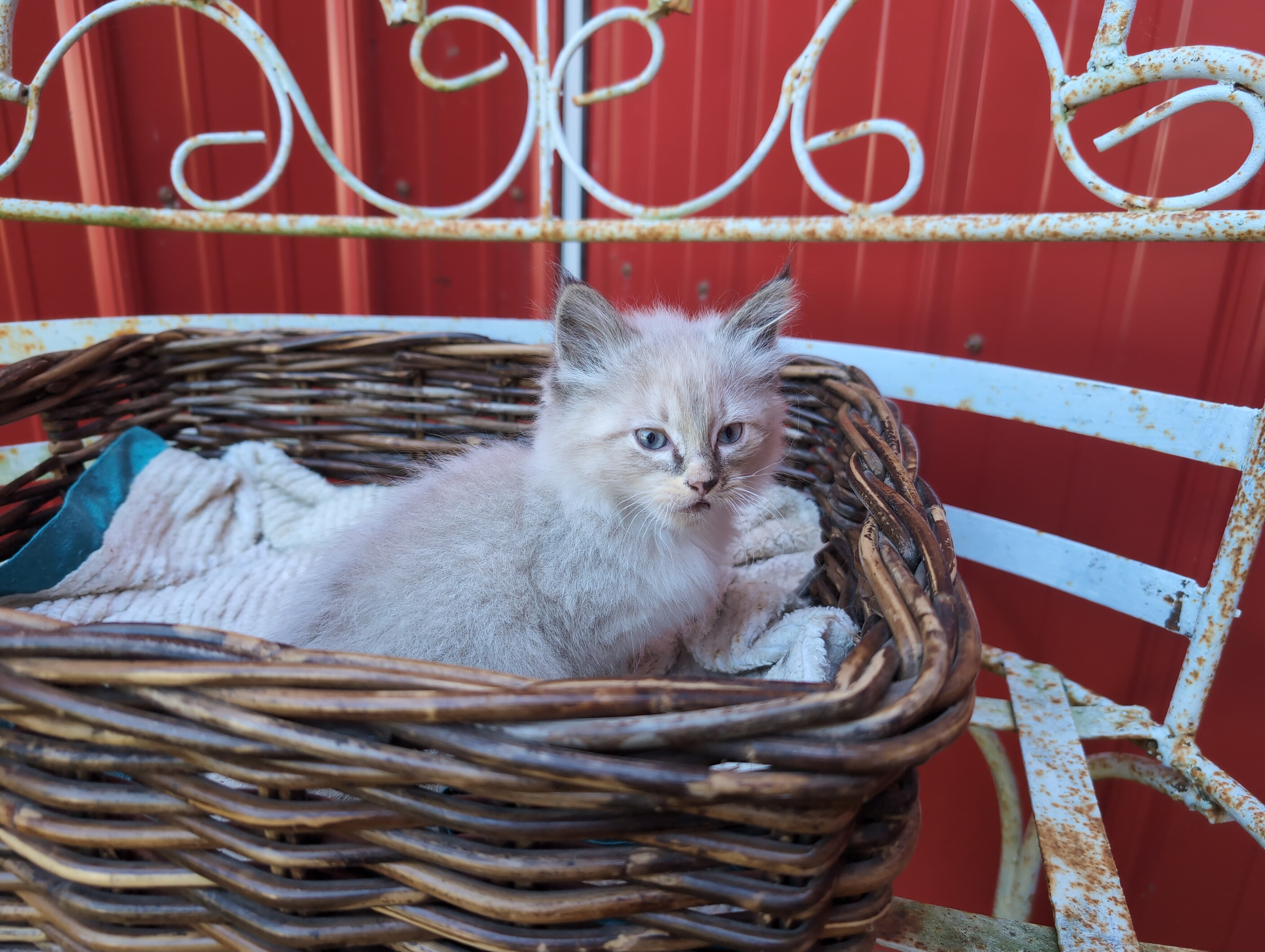 Fluffy Ragdoll Mixed Kittens image 5