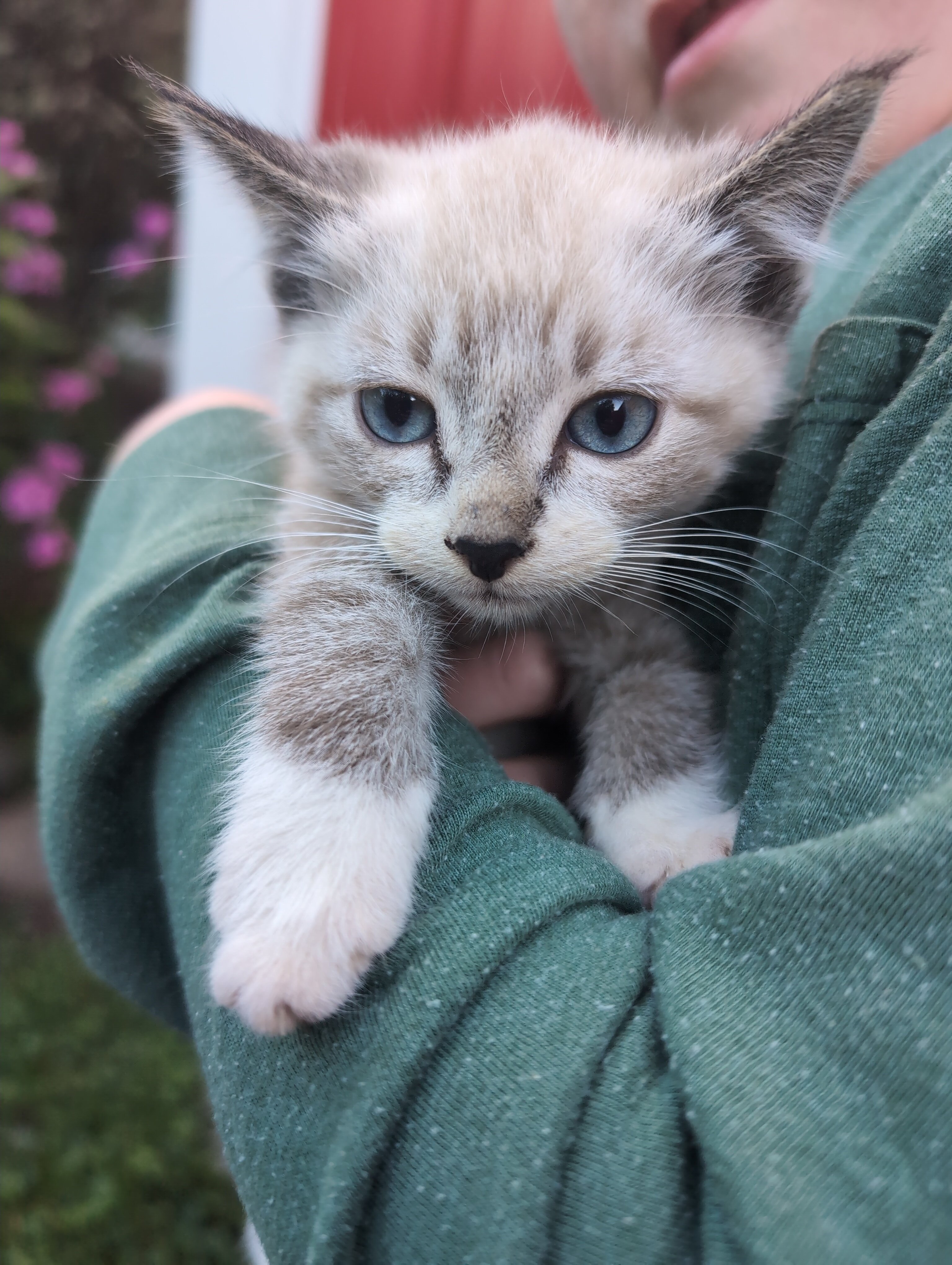 Fluffy Ragdoll Mixed Kittens image 1