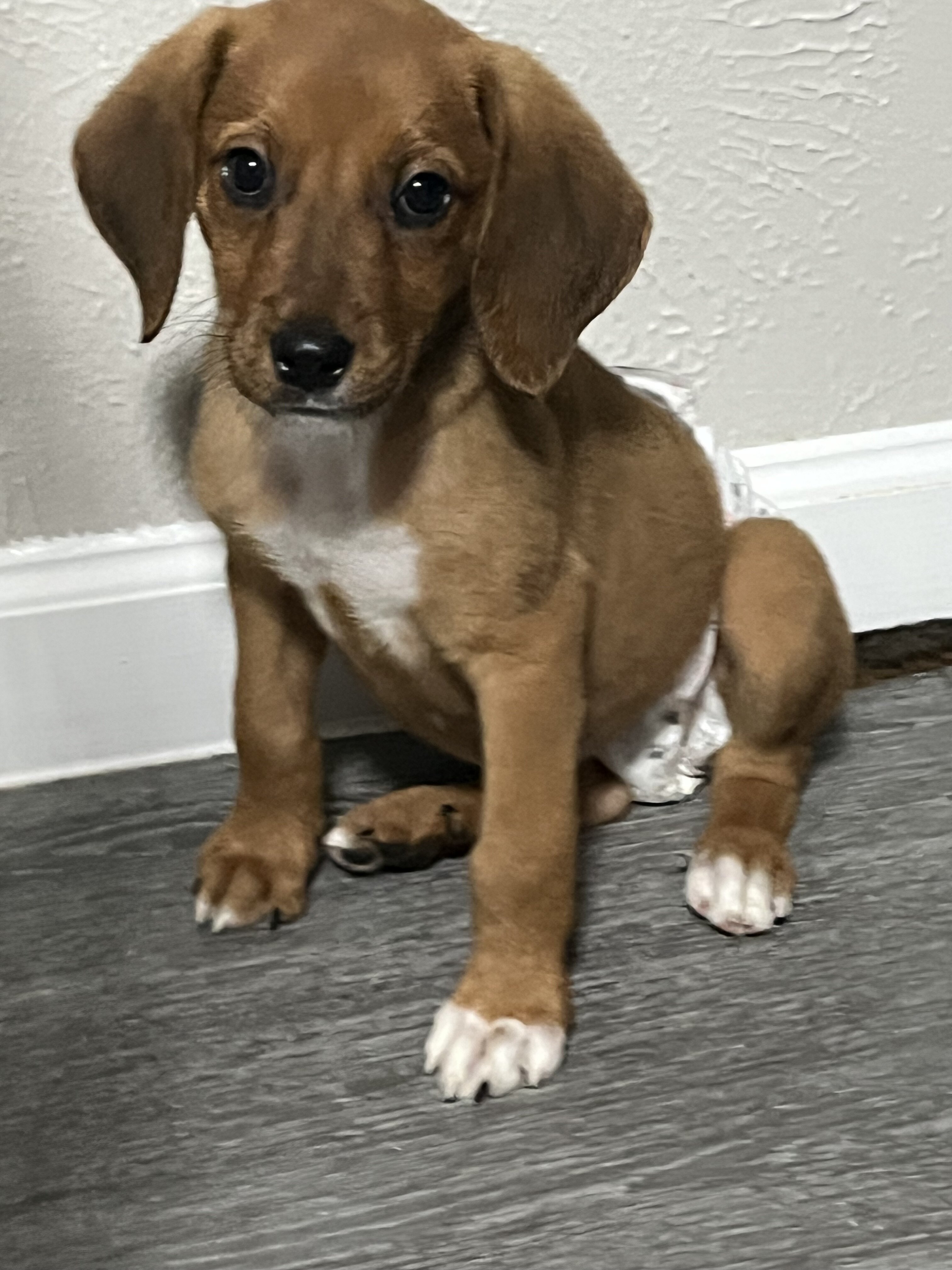 Beagle German shepherd mix image 3