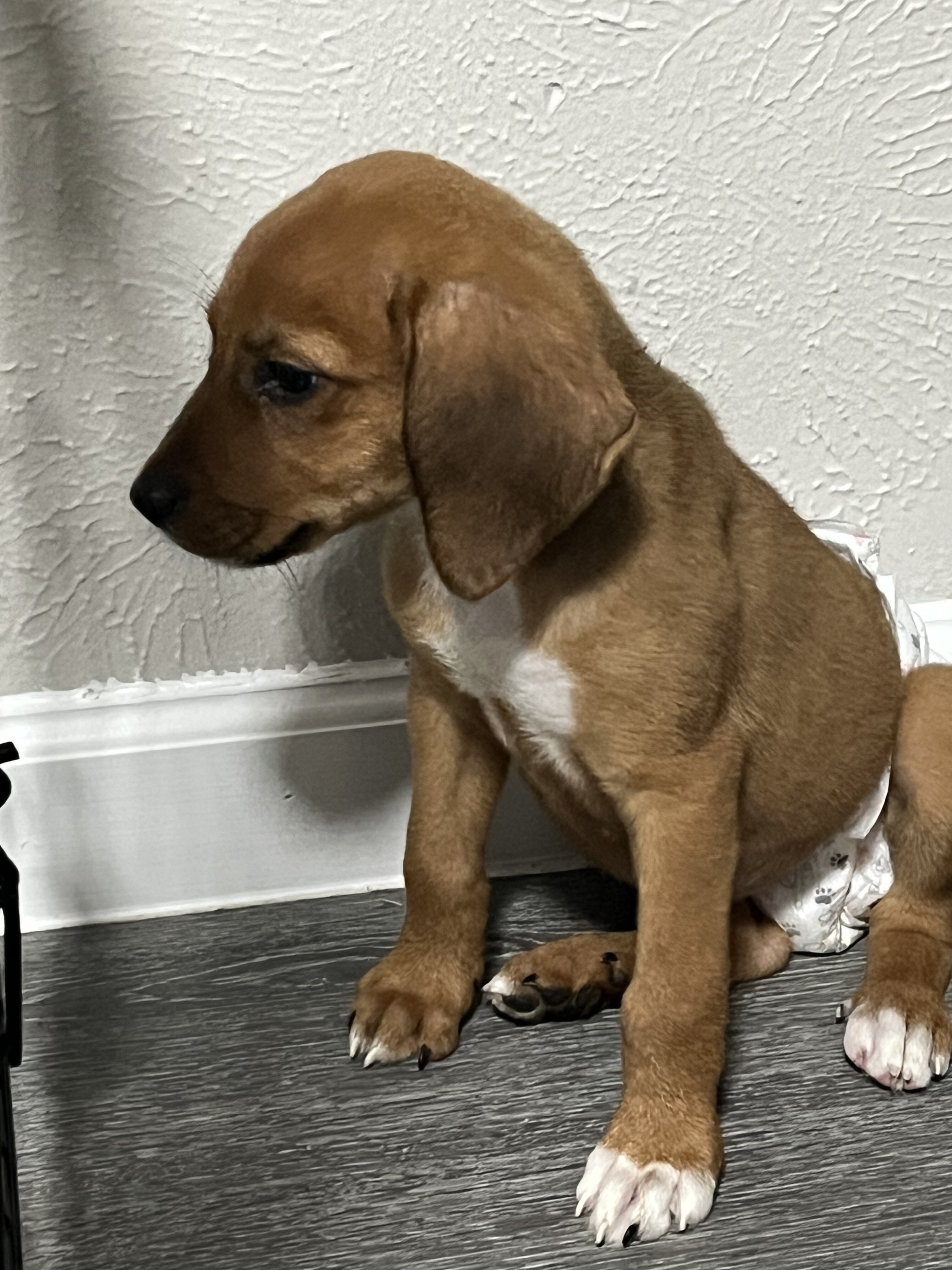 Beagle German shepherd mix image 2