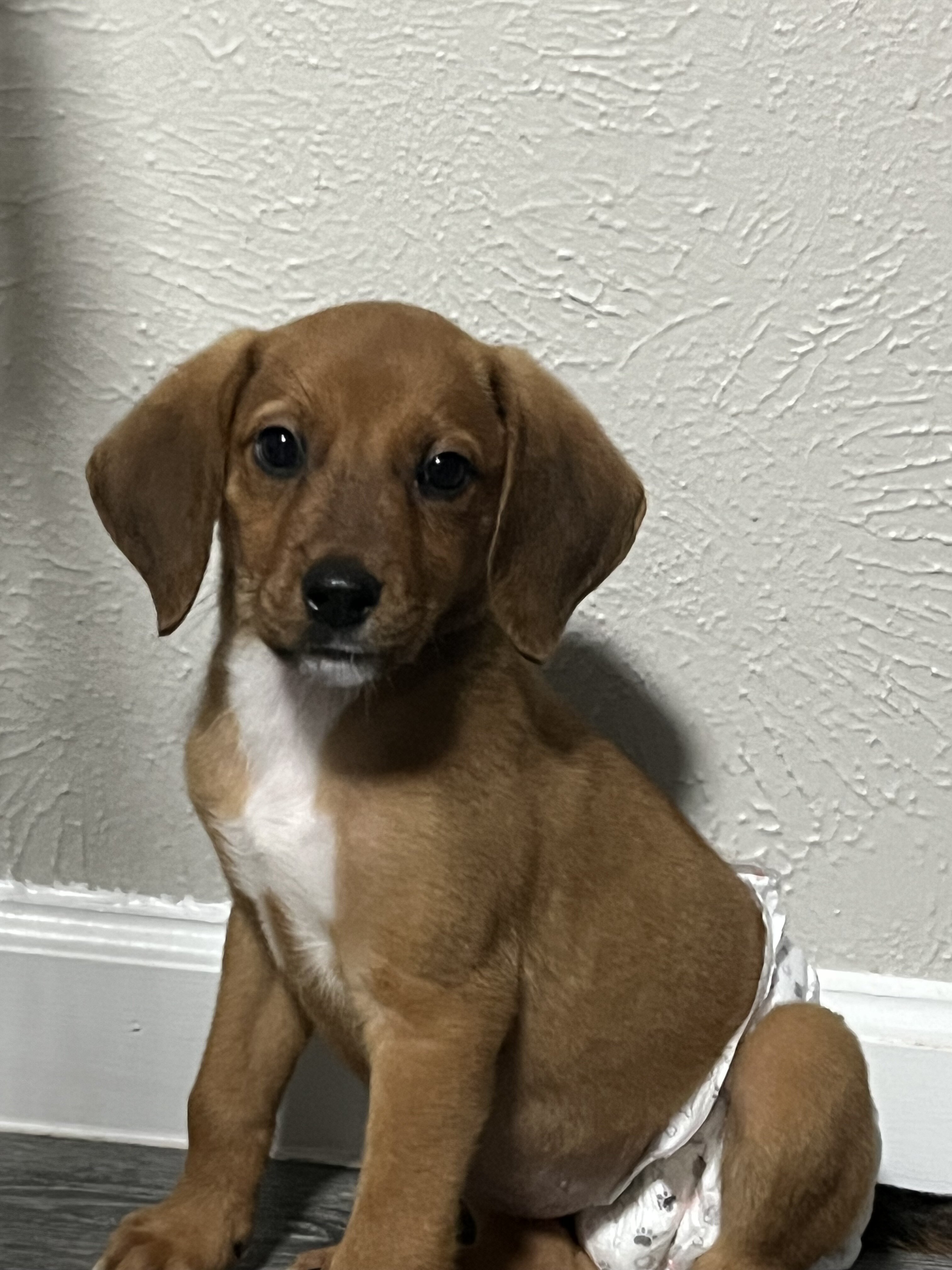Beagle German shepherd mix image 1