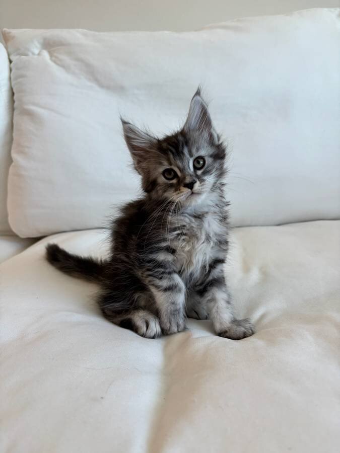European Maine Coon Kittens image 3