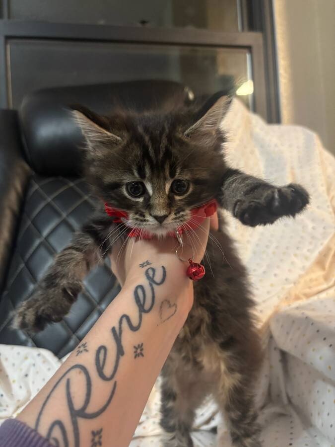 European Maine Coon Kittens image 4