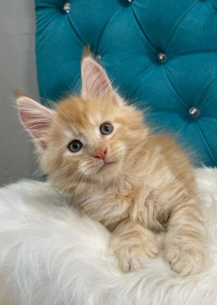 European Maine Coon Kittens image 2