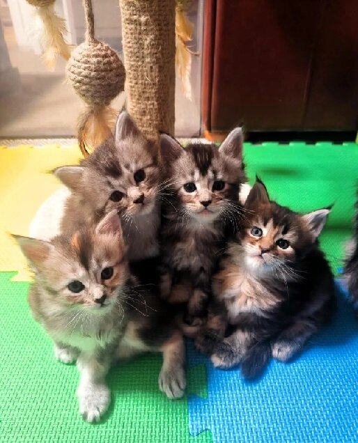 European Maine Coon Kittens image 1