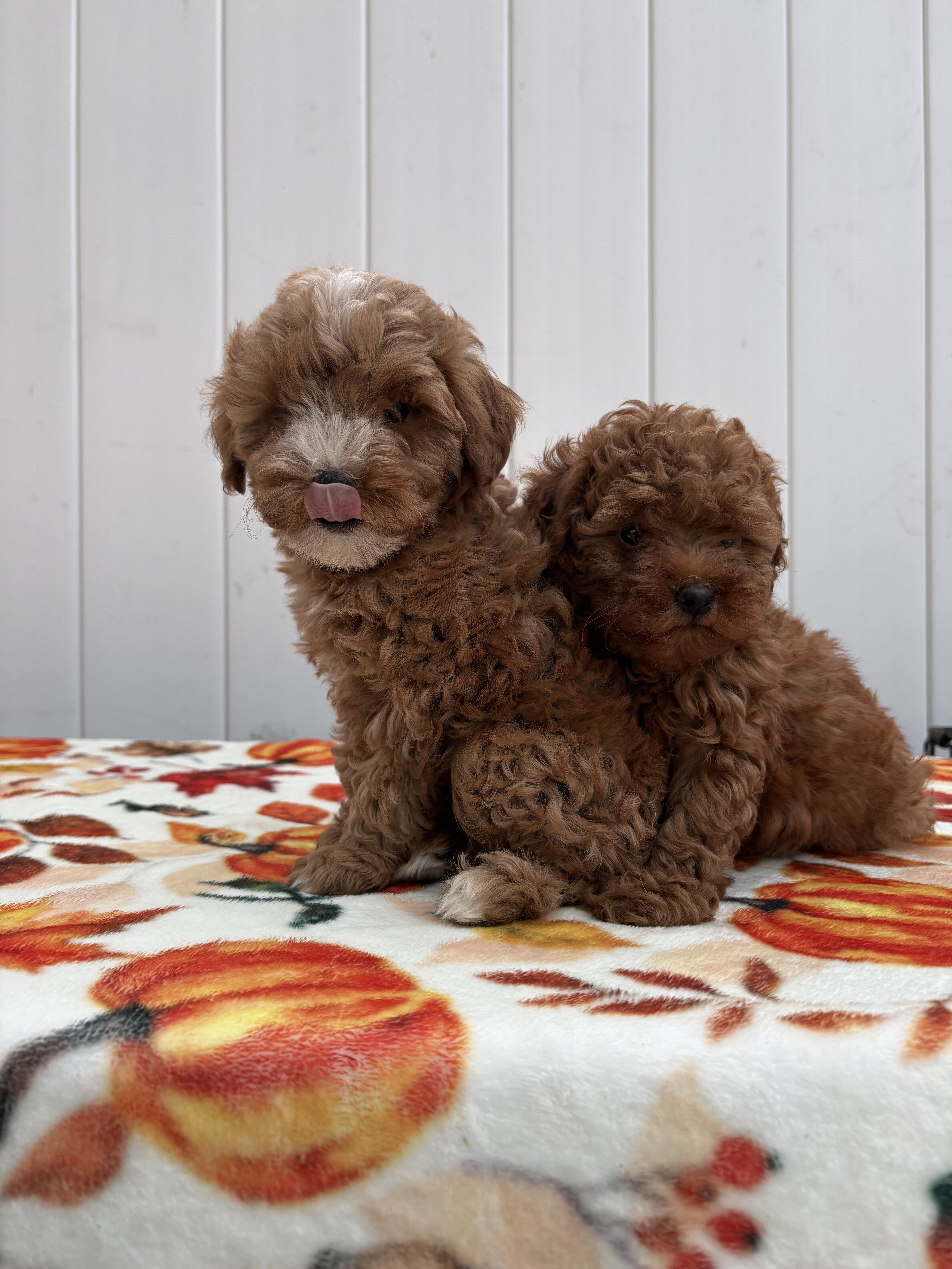 Toy poodle image 1