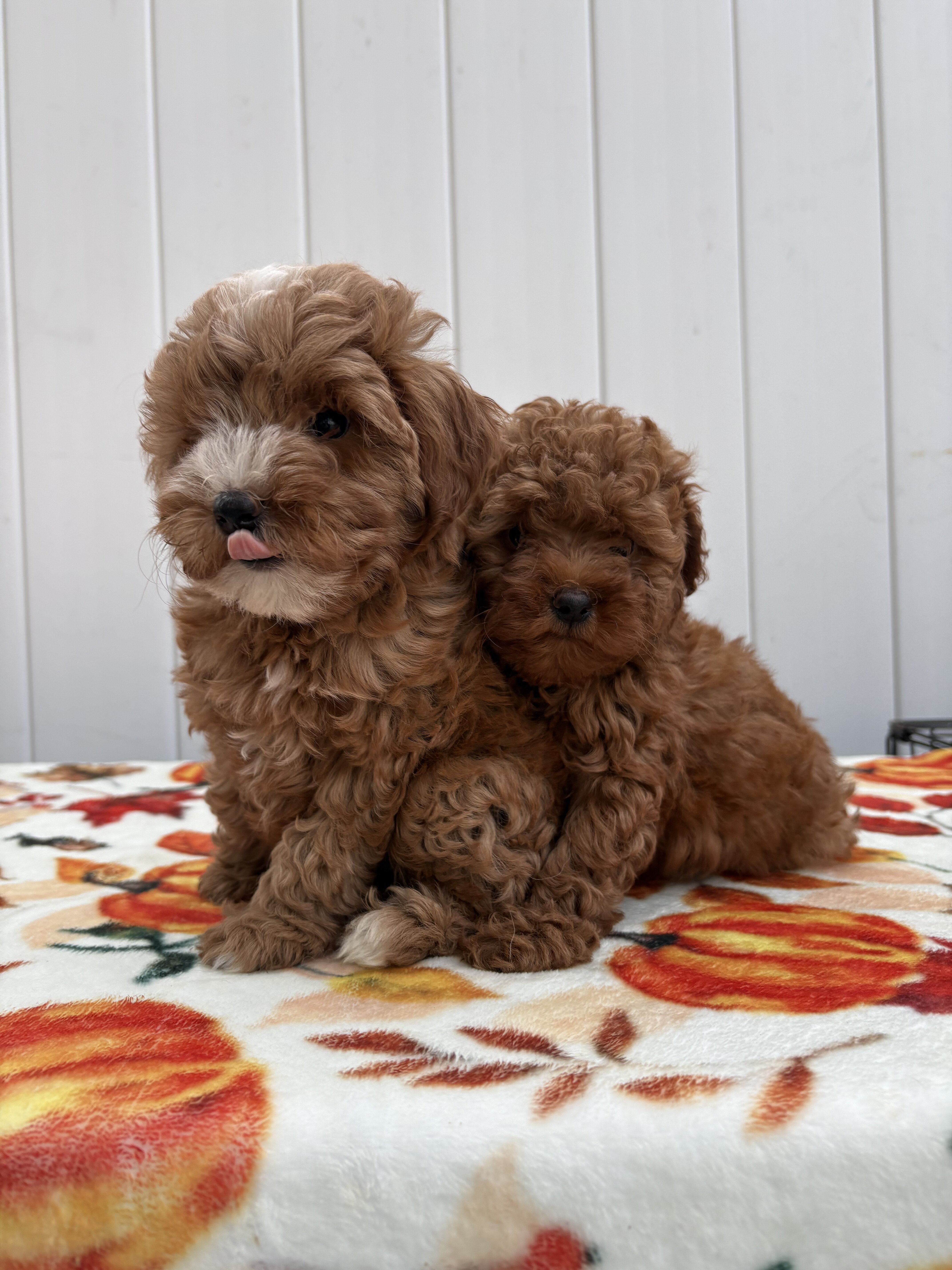 Toy poodle image 2