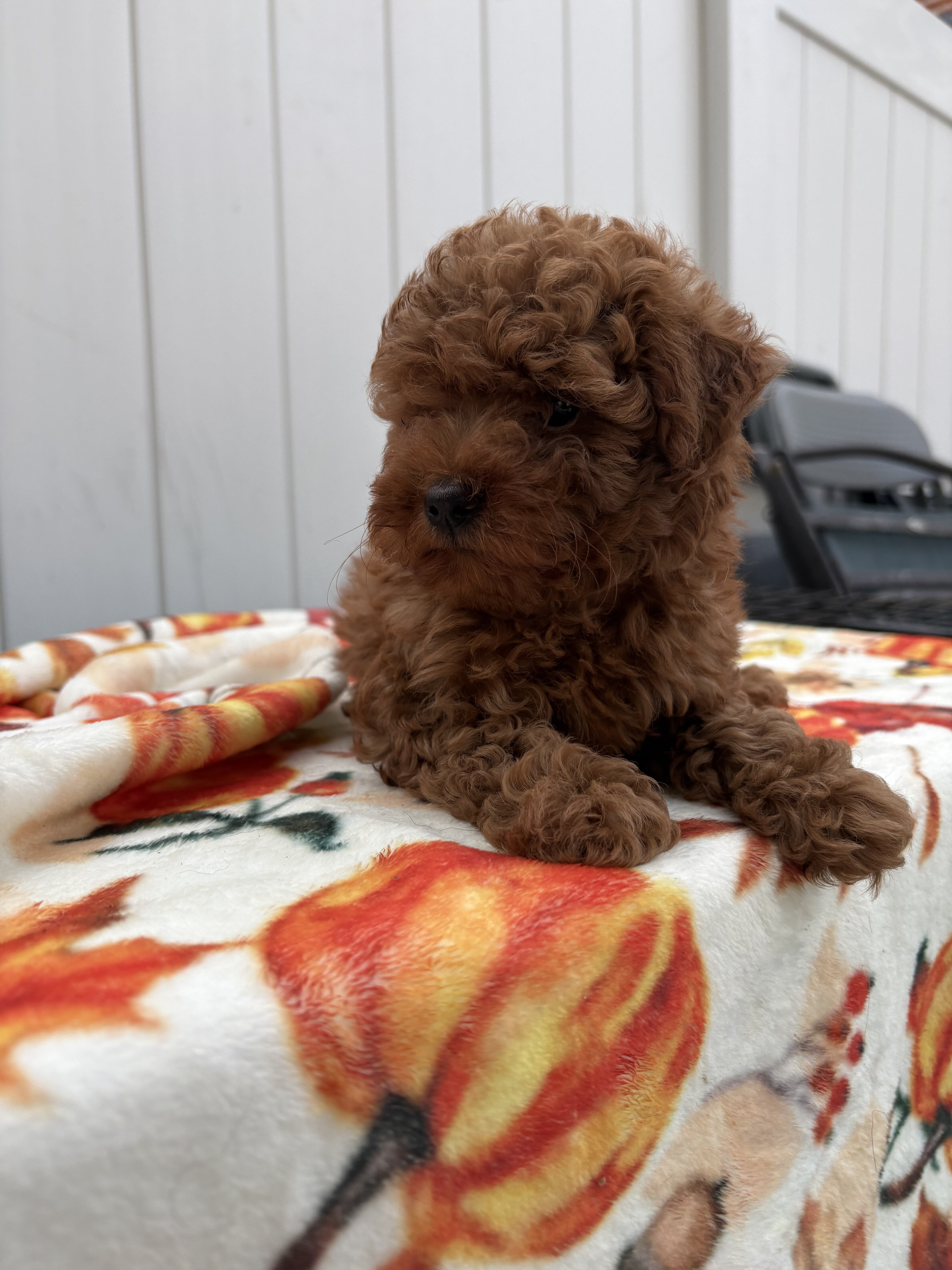 Toy poodle image 3