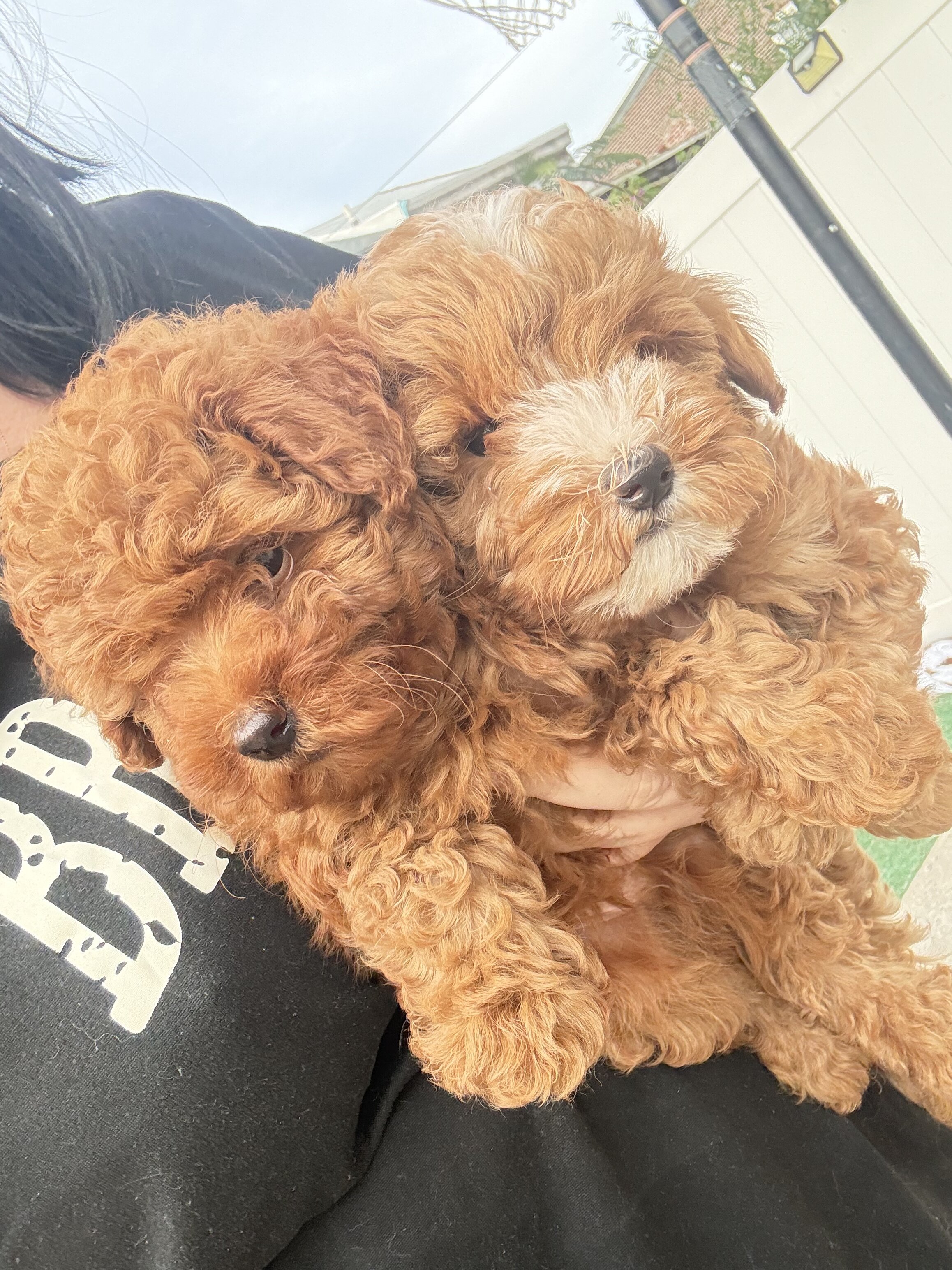 Toy poodle image 4