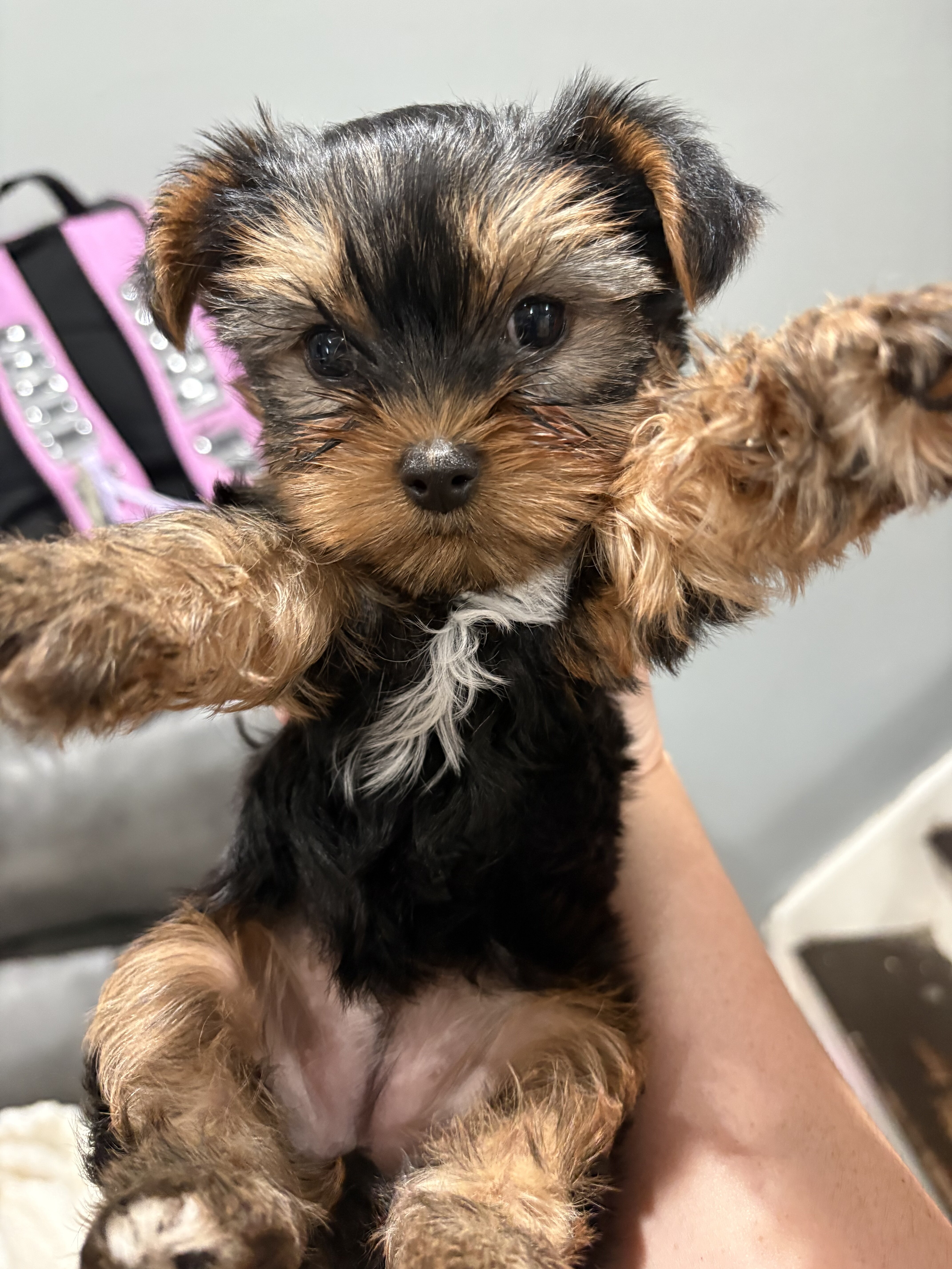 Yorkies image 2