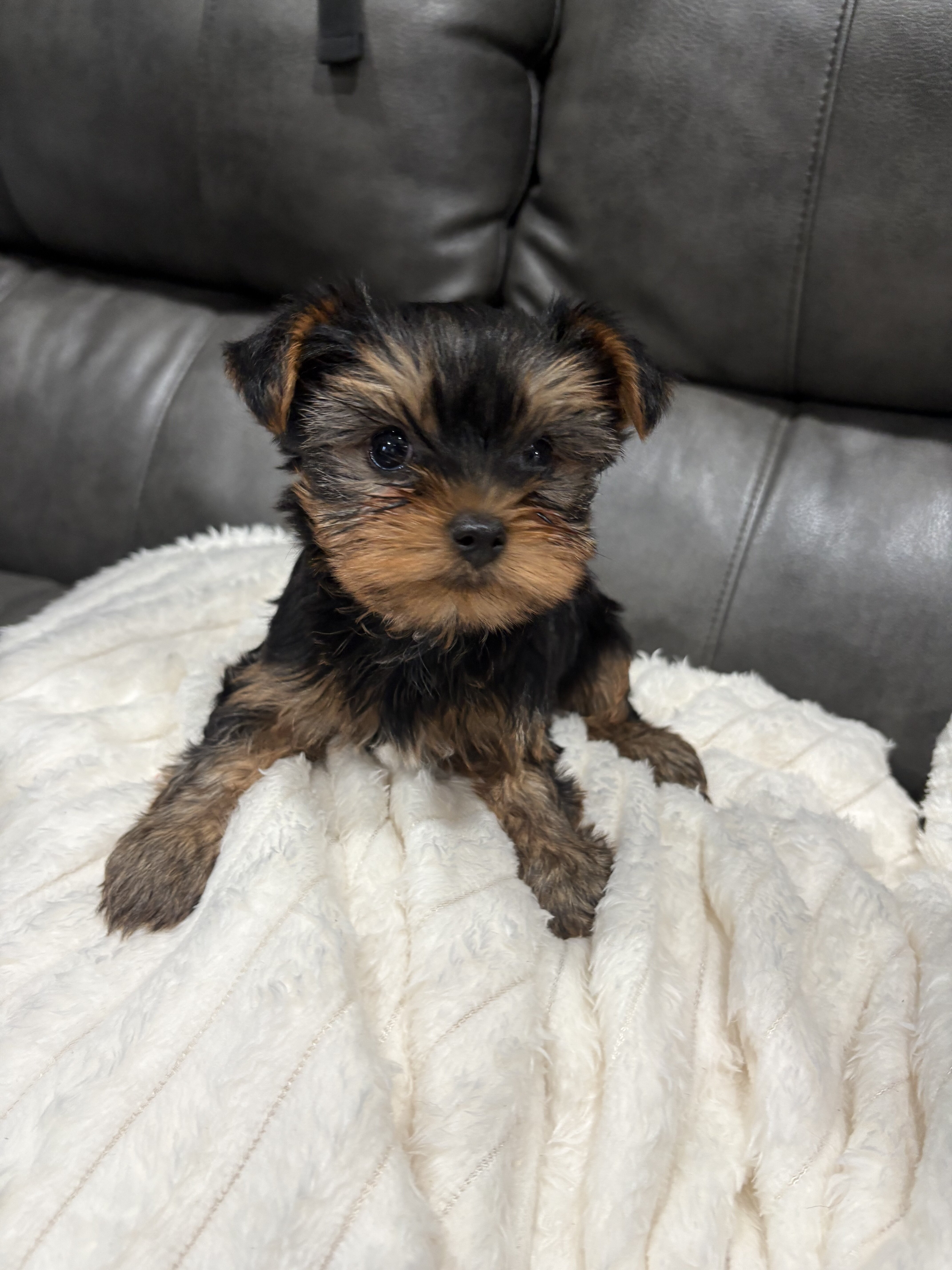 Yorkies image 1