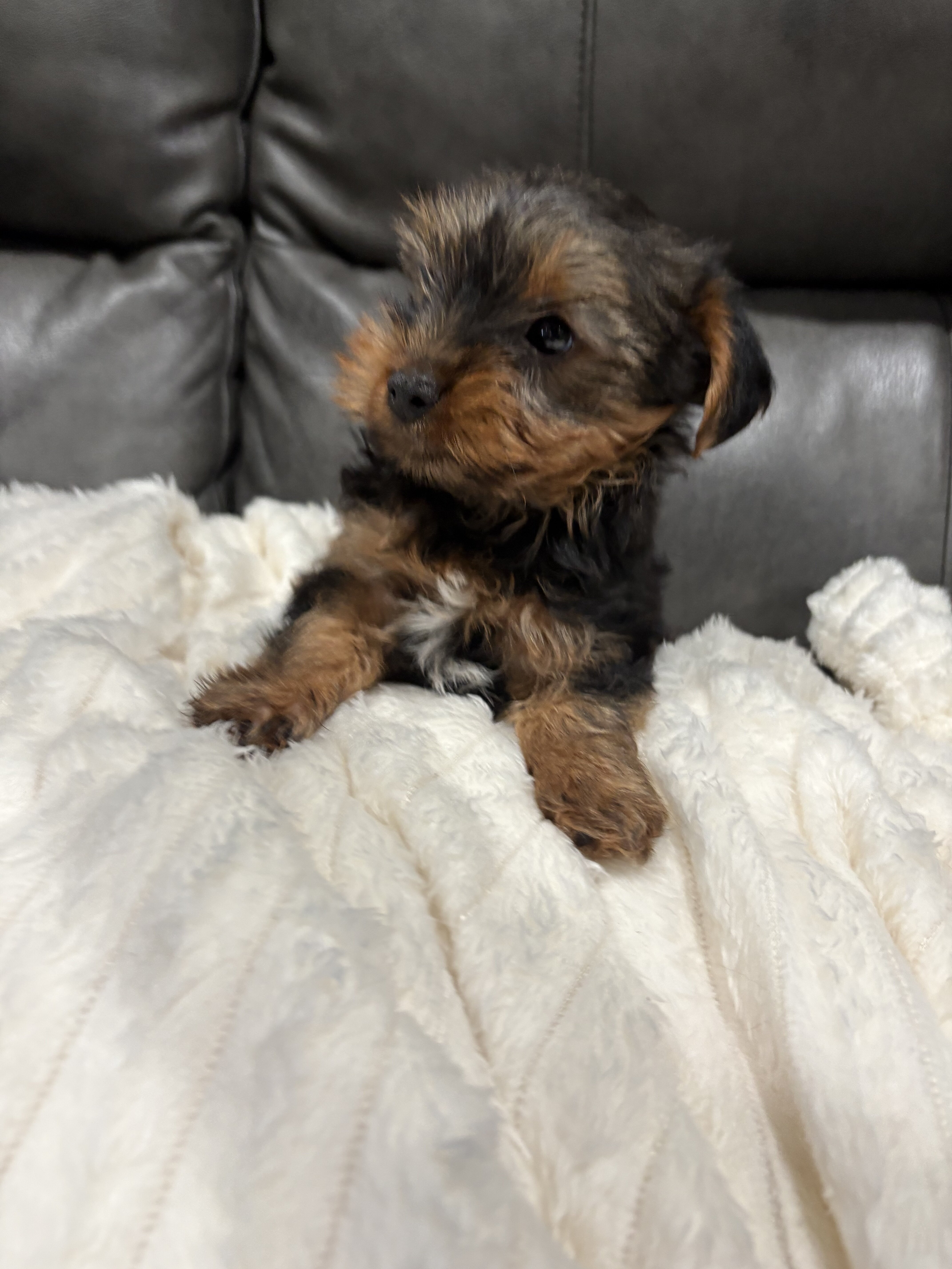 Yorkies image 3
