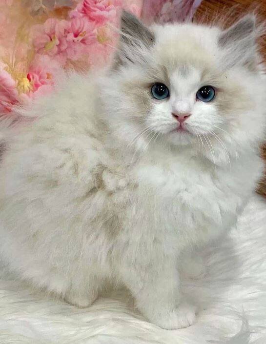 Pure ragdoll kittens ready for pickup image 3