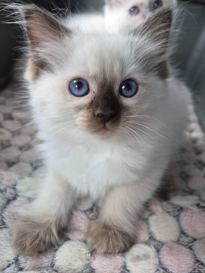 Pure ragdoll kittens ready for pickup image 2