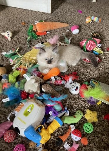 Pure ragdoll kittens ready for pickup image 1