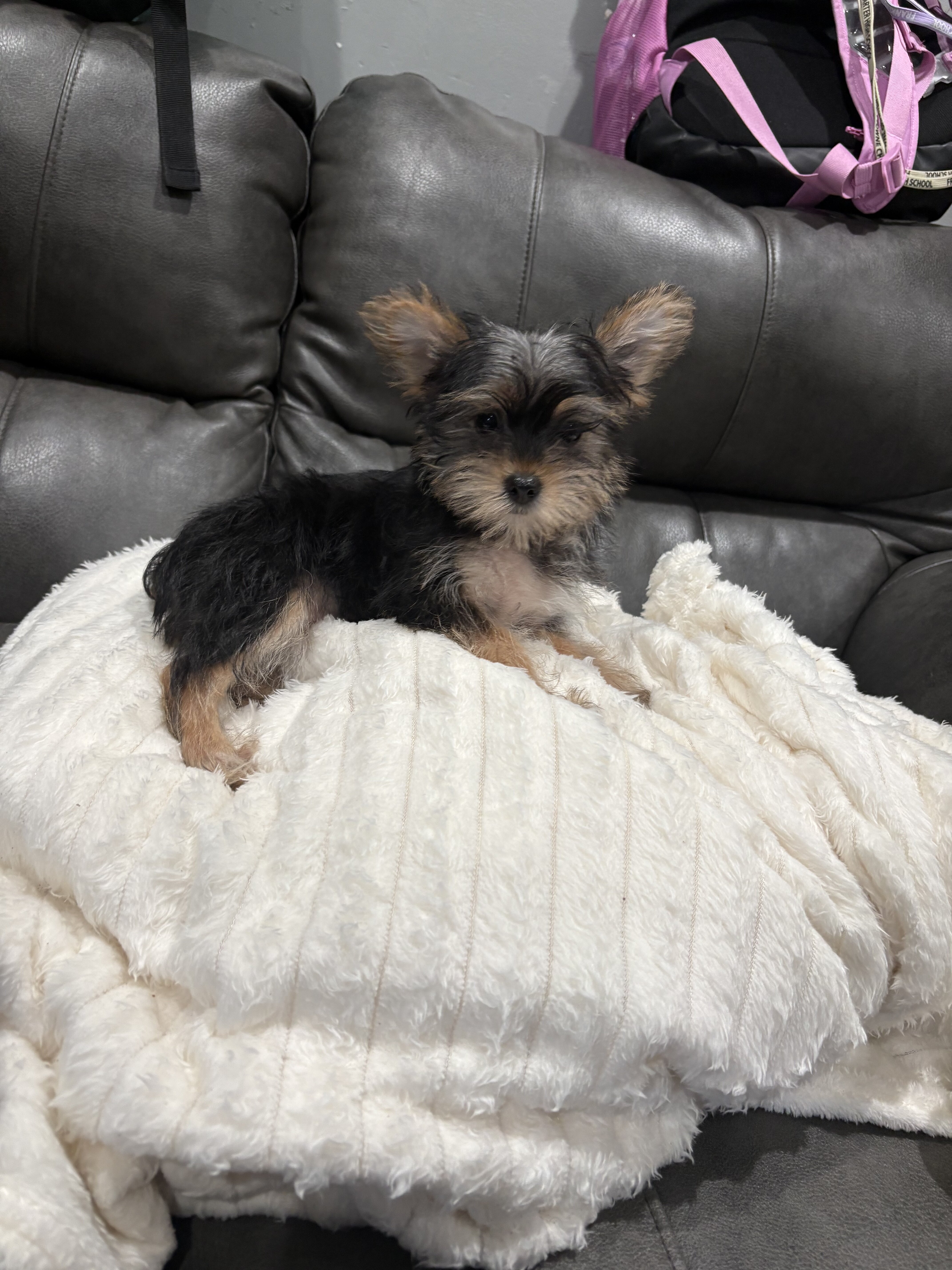 Yorkie image 2