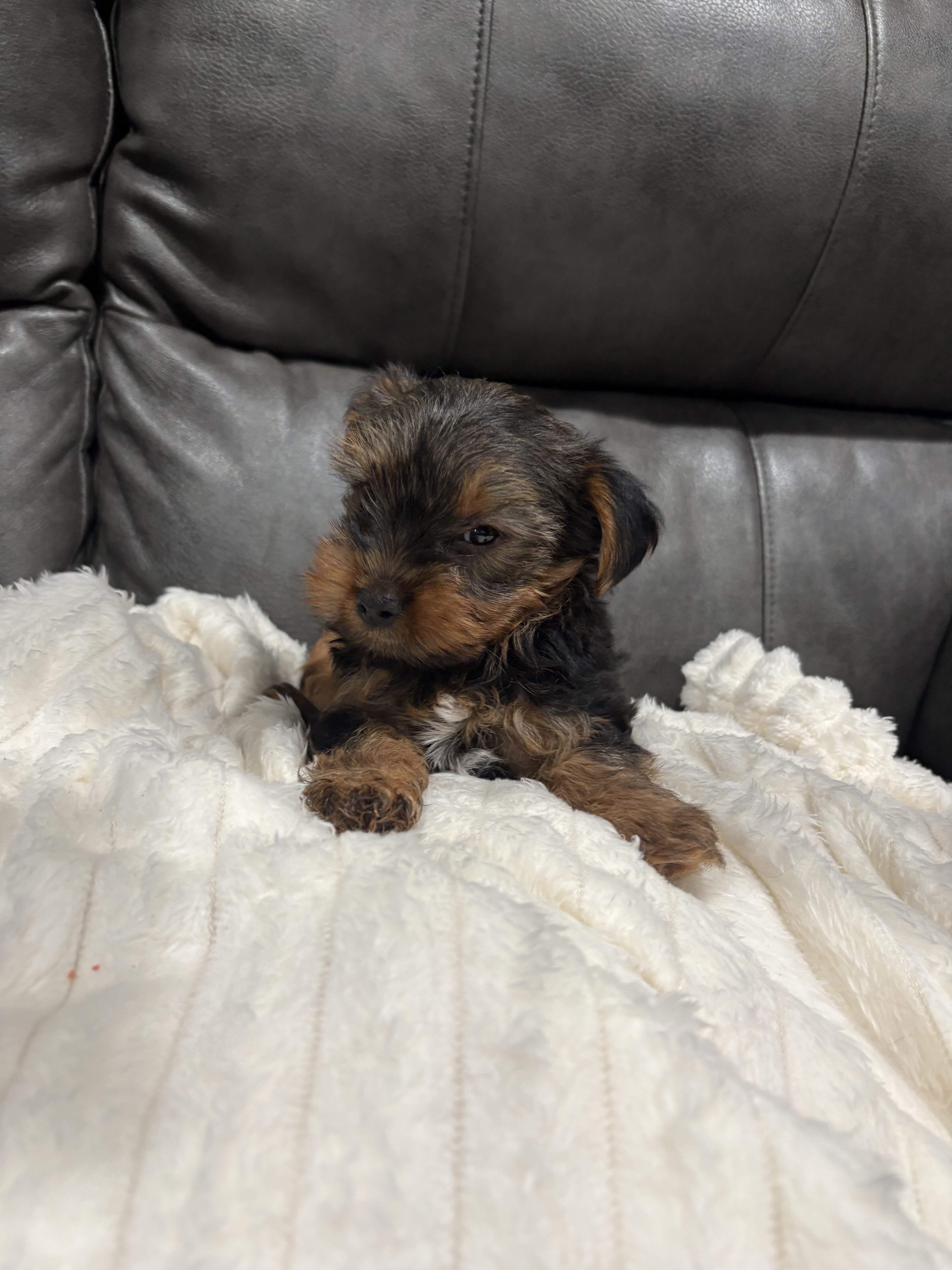 Yorkie image 3