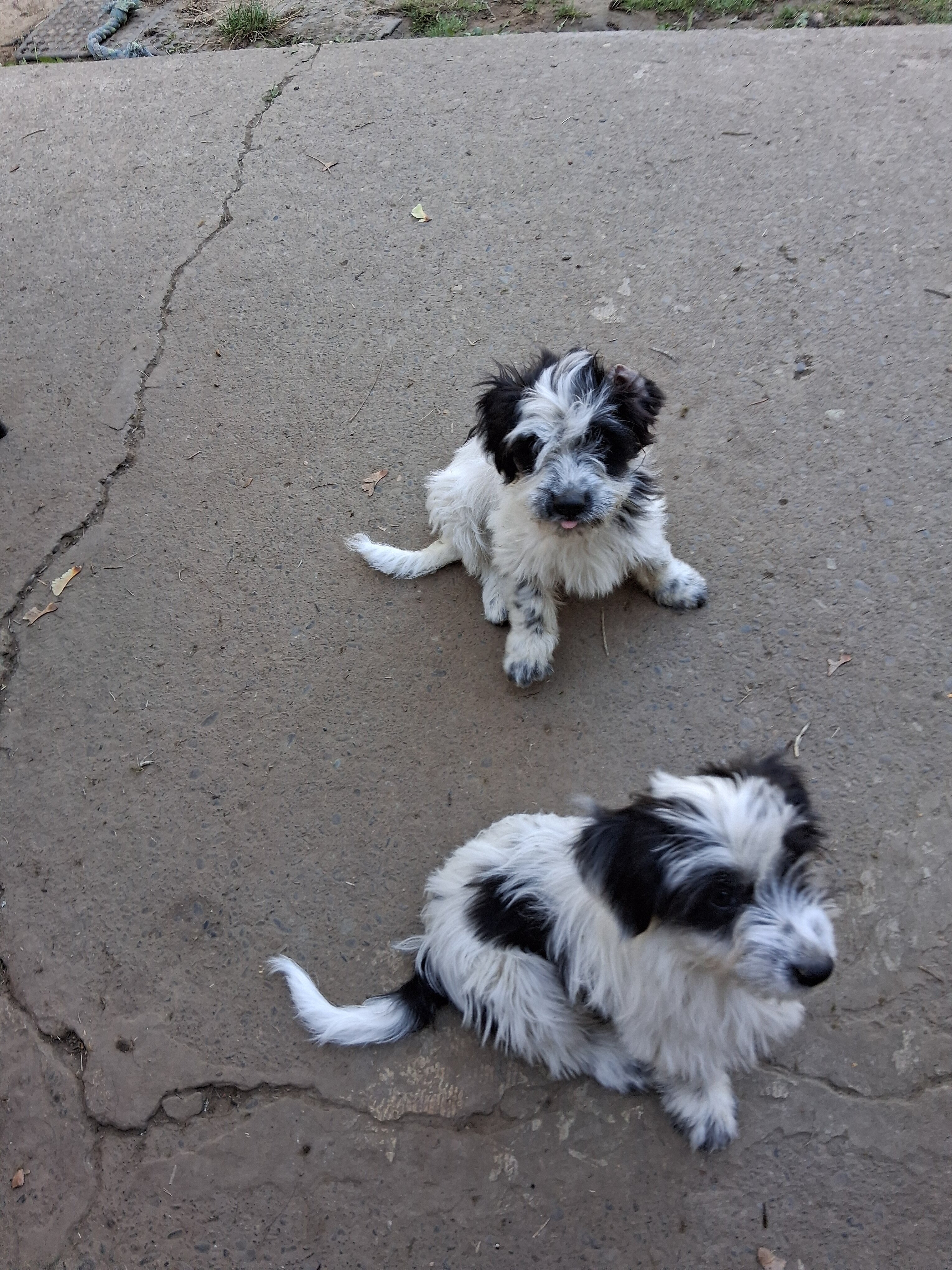 Chiweenie image 1