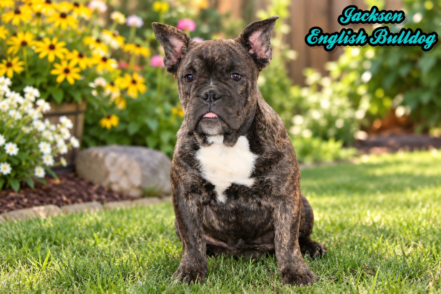 Jackson Male English Bulldog image 1