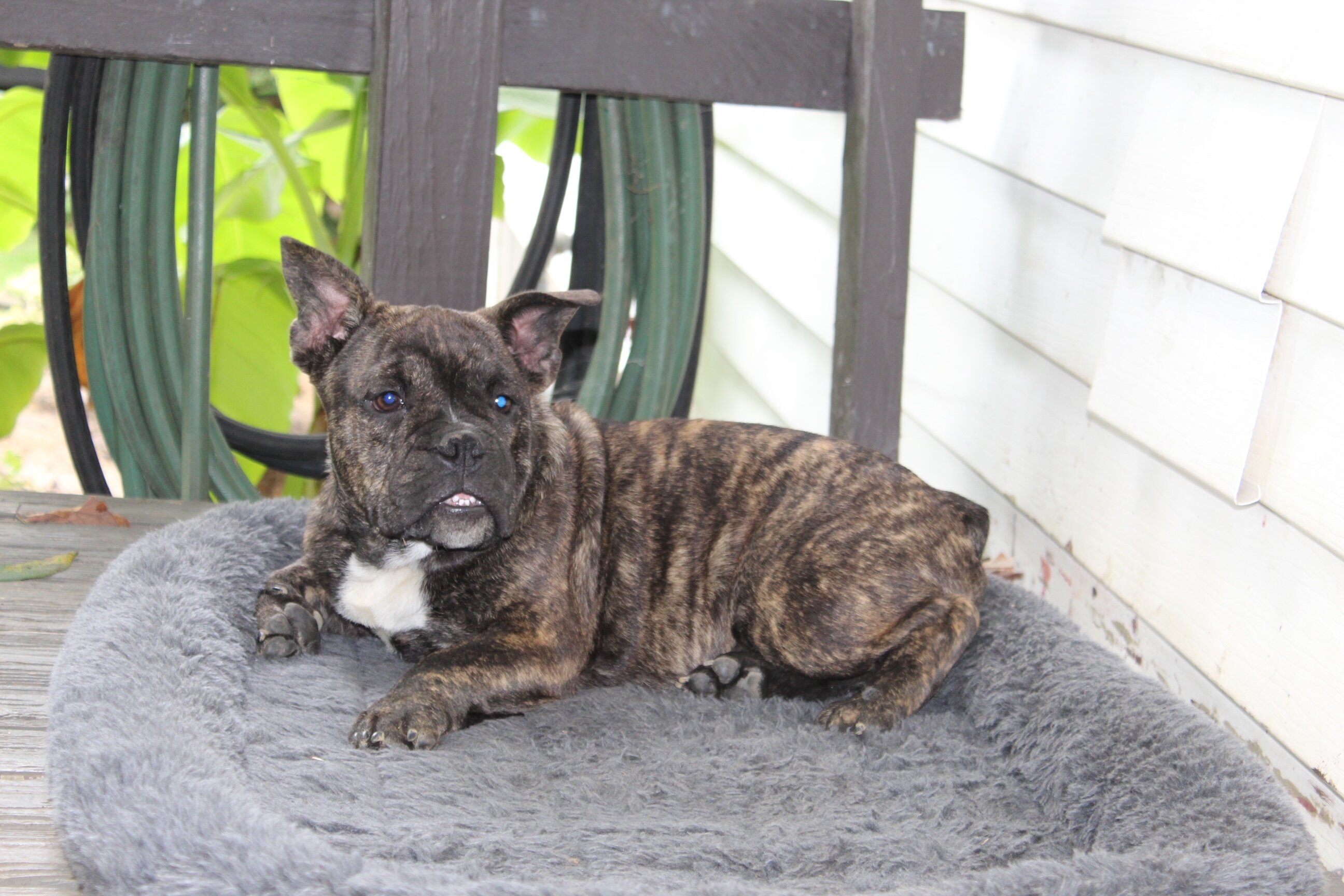 Jackson Male English Bulldog image 7