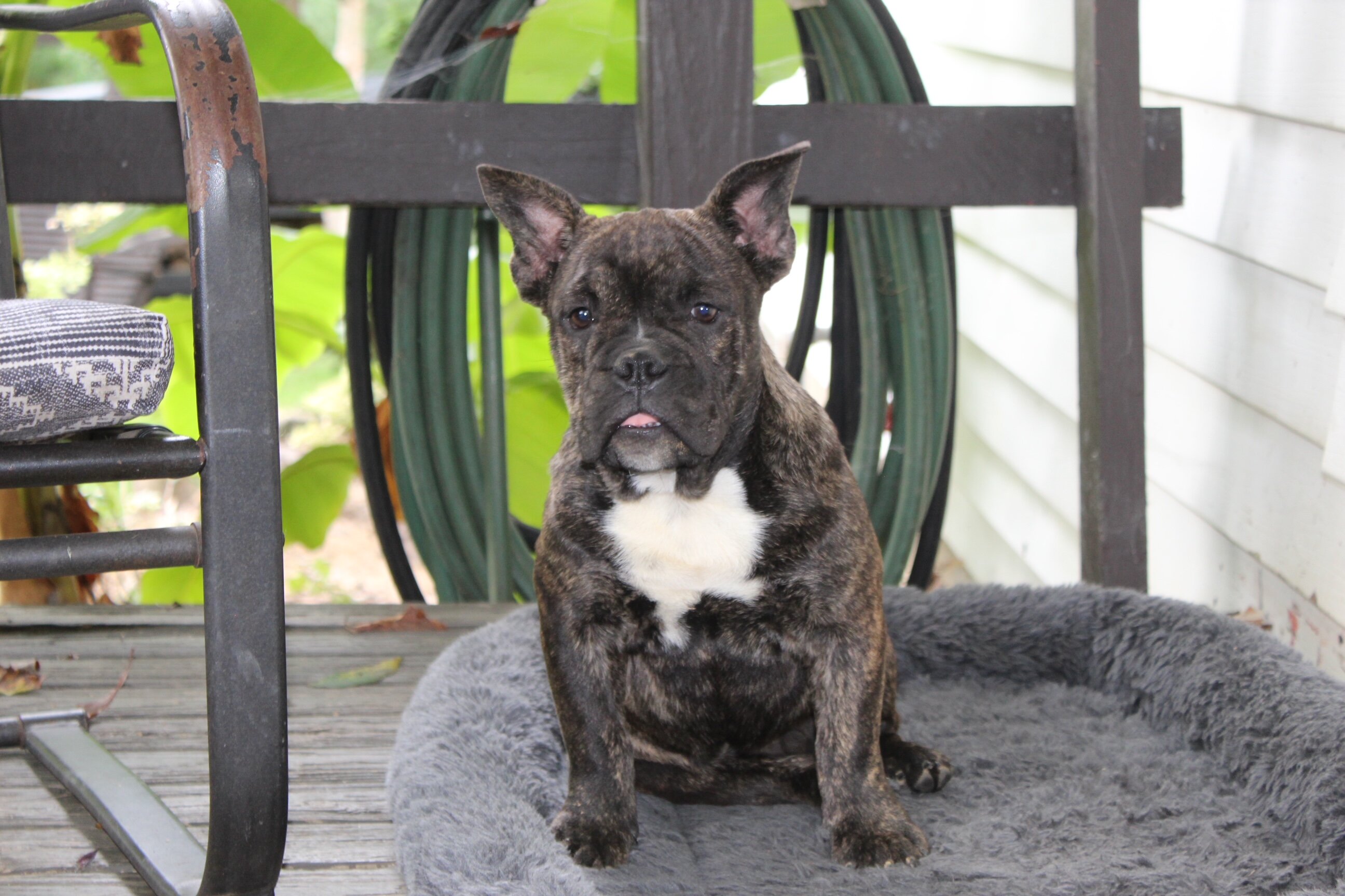 Jackson Male English Bulldog image 5